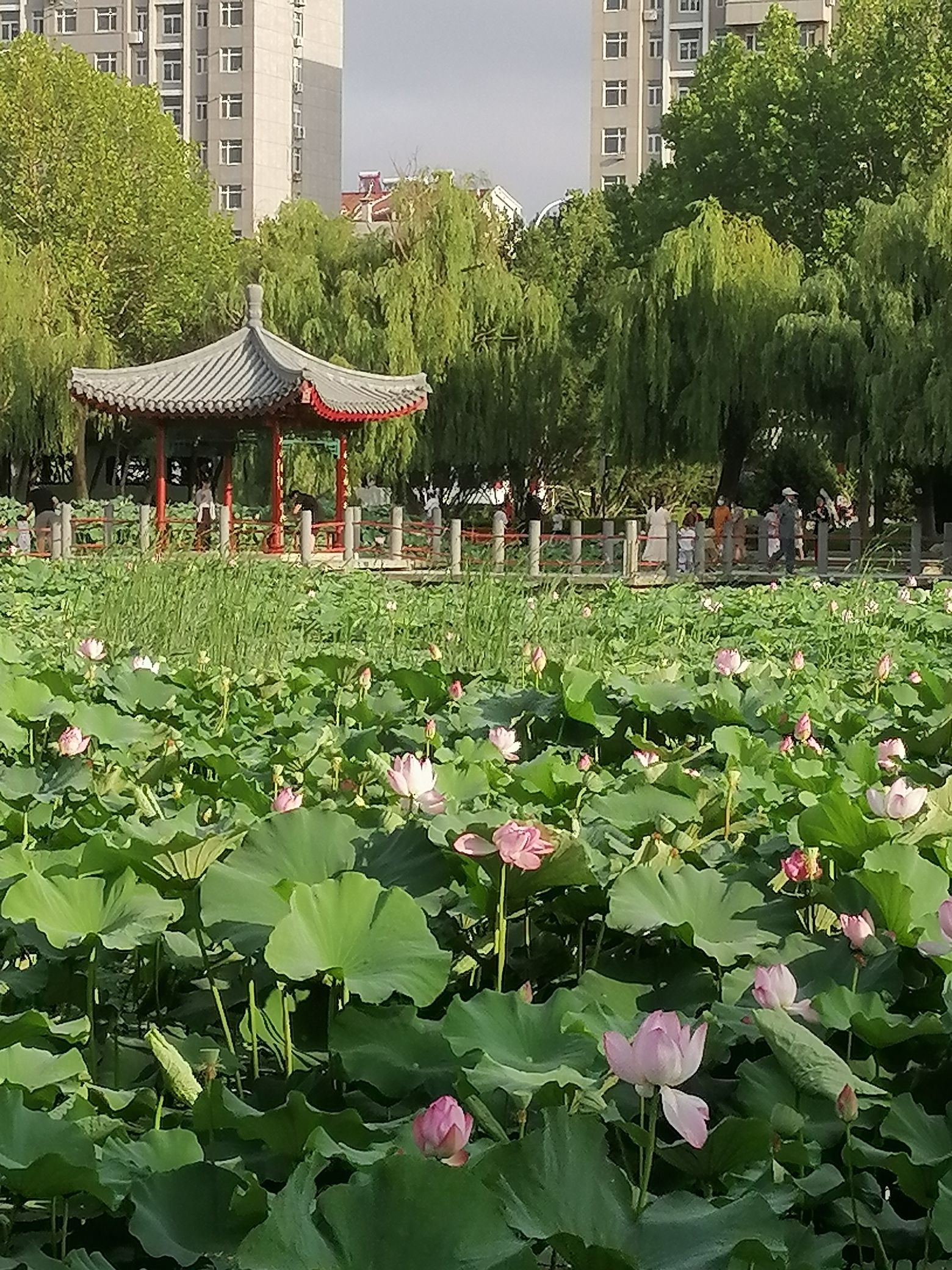 自怡园旅行图片 2