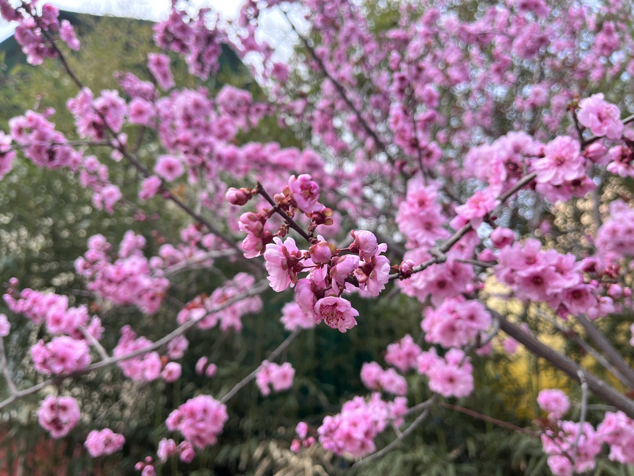 金宝乐园旅行图片 2