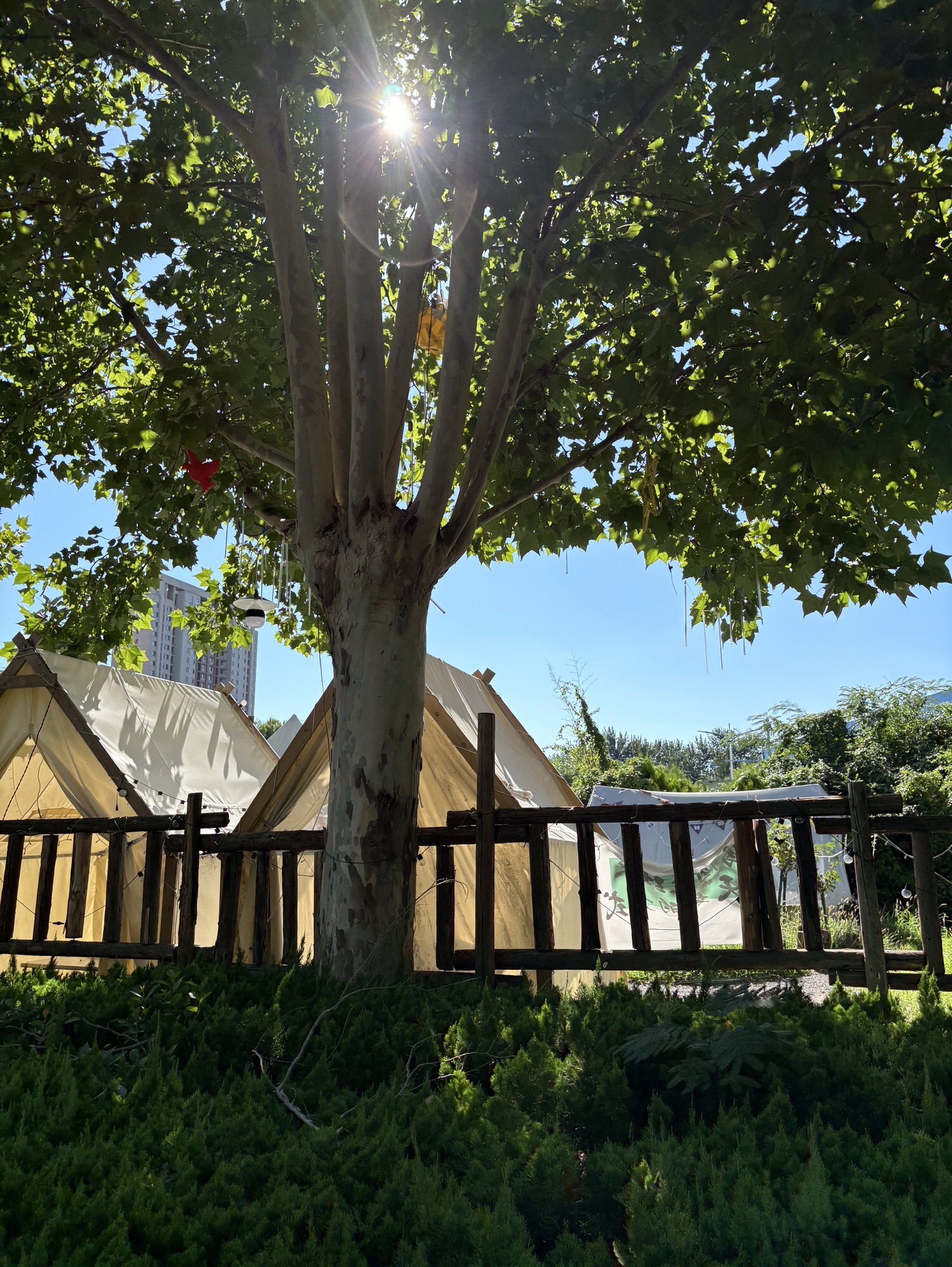 恐龙公园旅行图片 3
