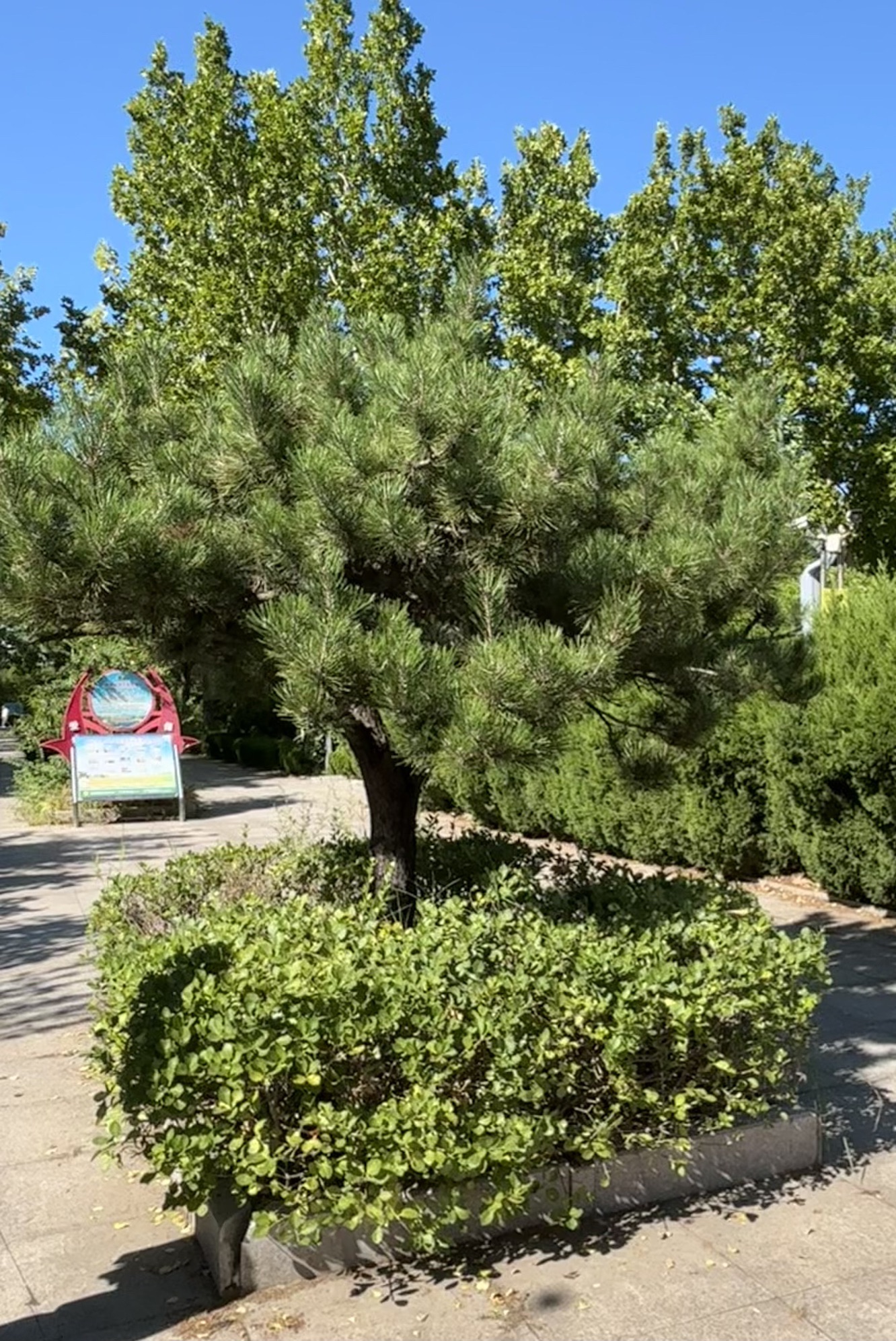 恐龙公园旅行图片 3