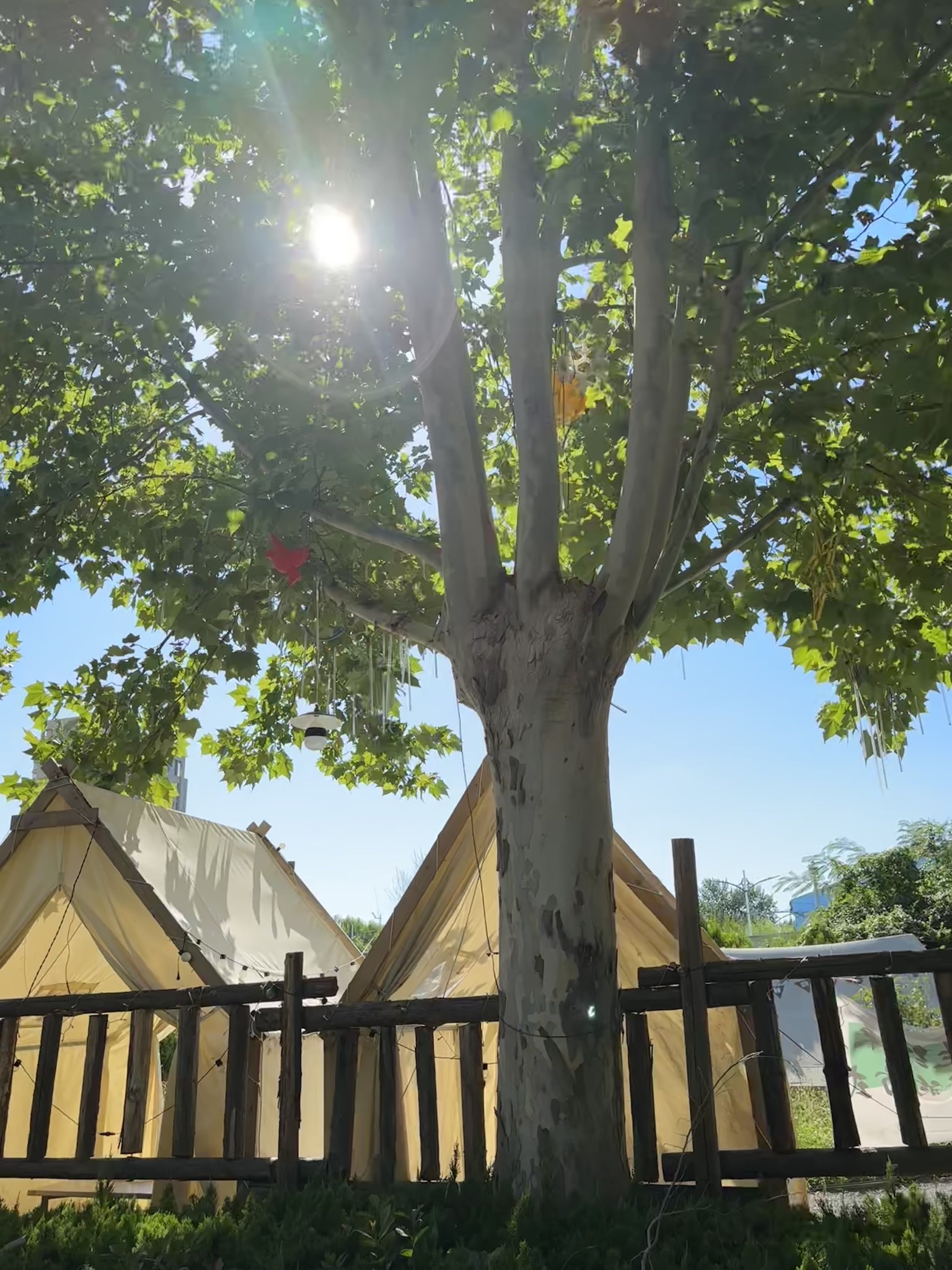 恐龙公园旅行图片 1