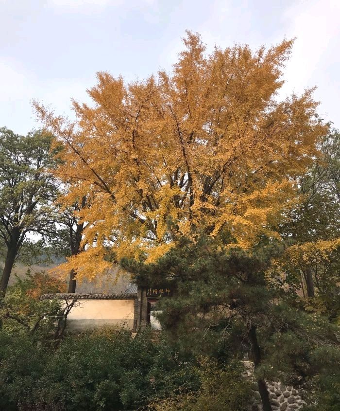 公冶长书院旅行图片 1