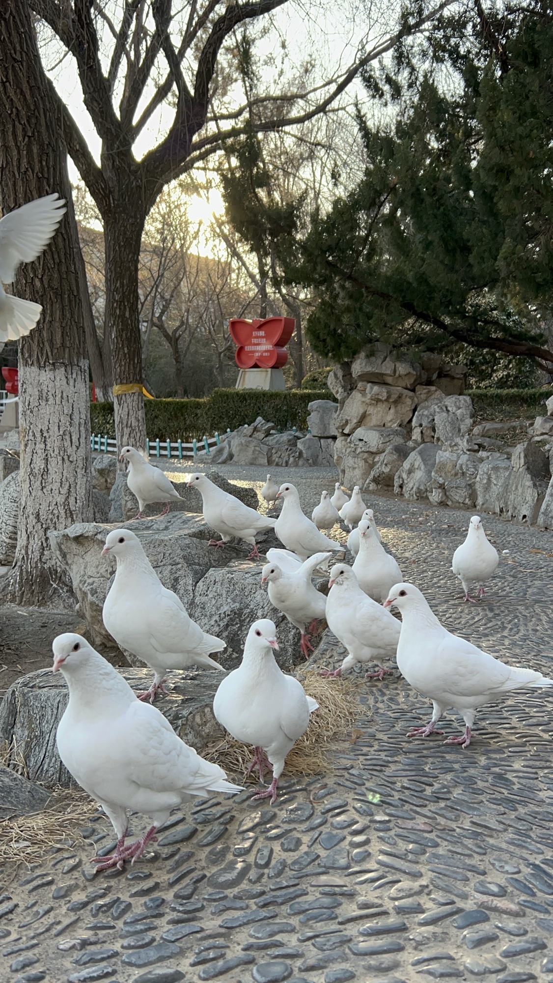 东苑公园旅行图片 1