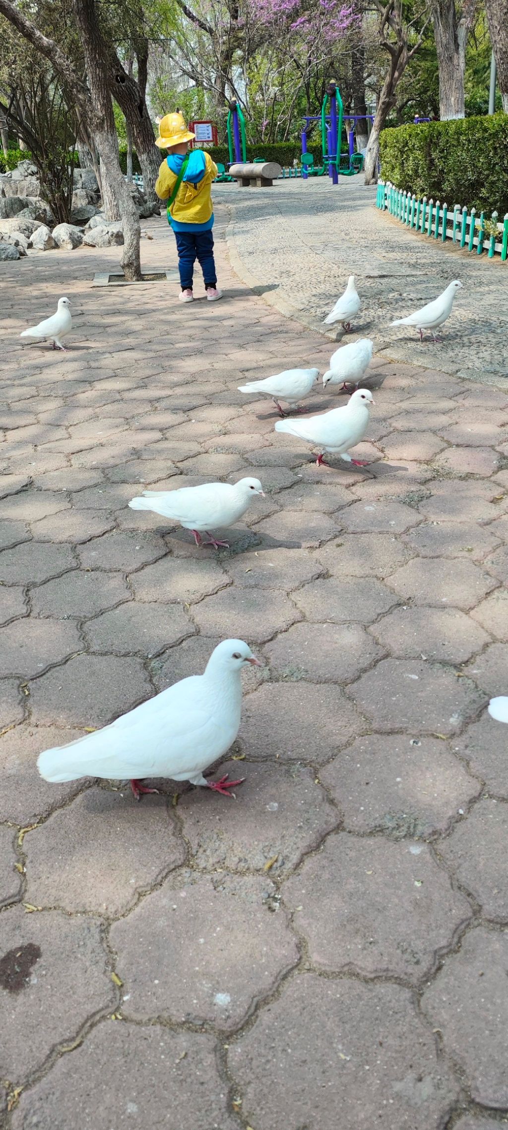 东苑公园旅行图片 3
