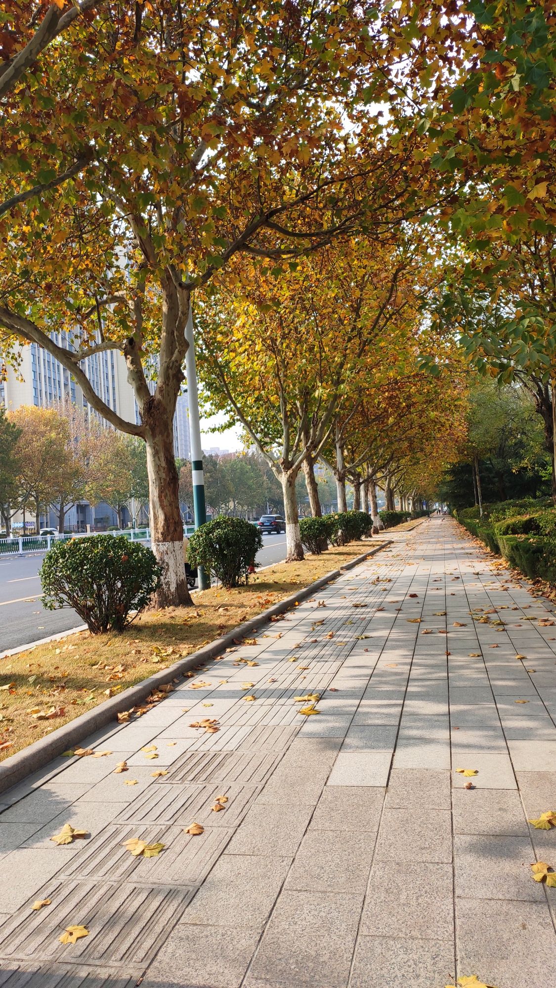 巨力公园旅行图片 1