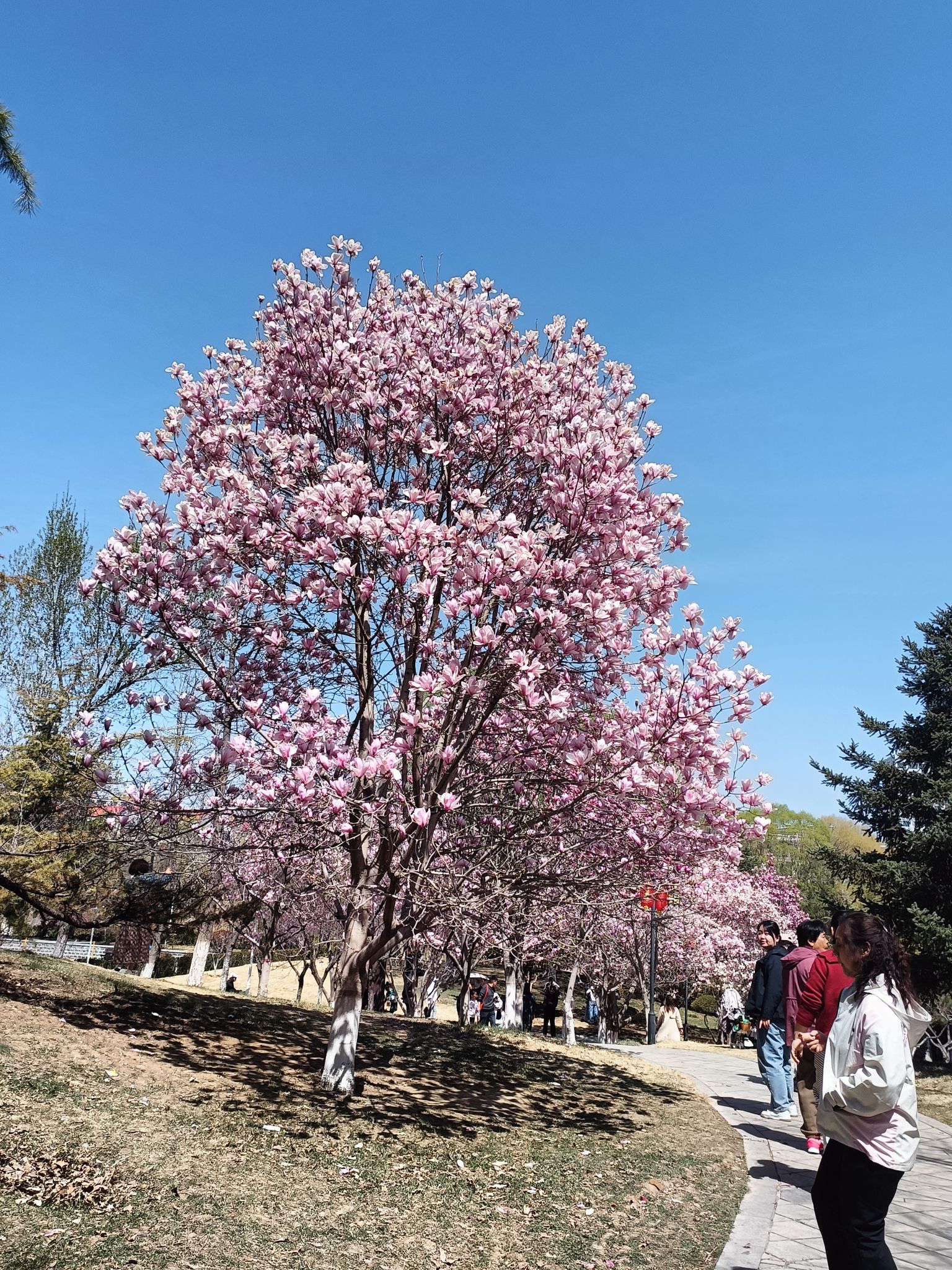 范公亭公园旅行图片 1