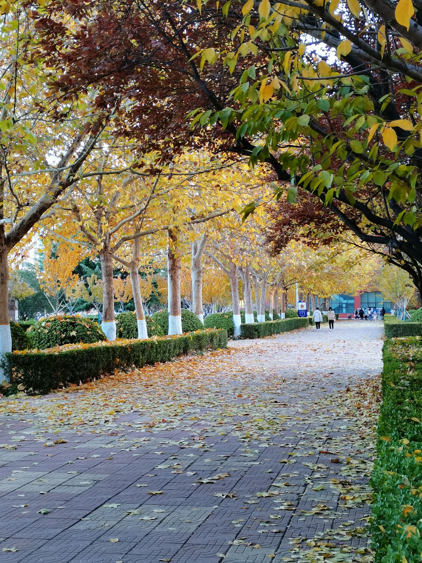 潍坊学院安顺校区