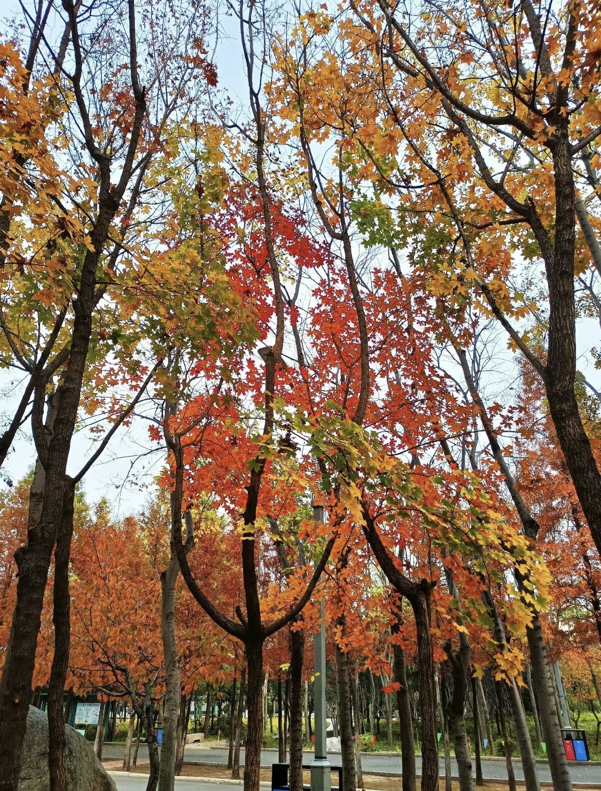 南湖植物园旅行图片 2