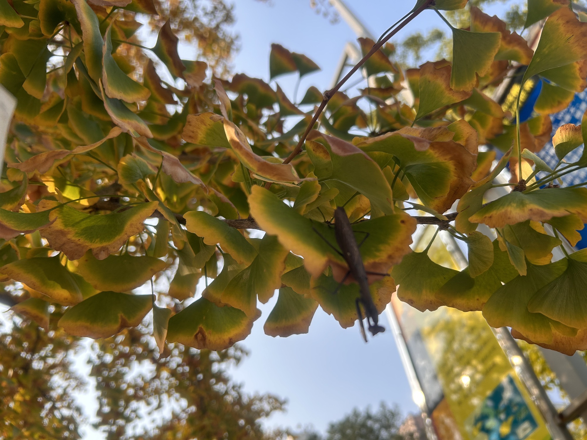 南湖植物园旅行图片 3