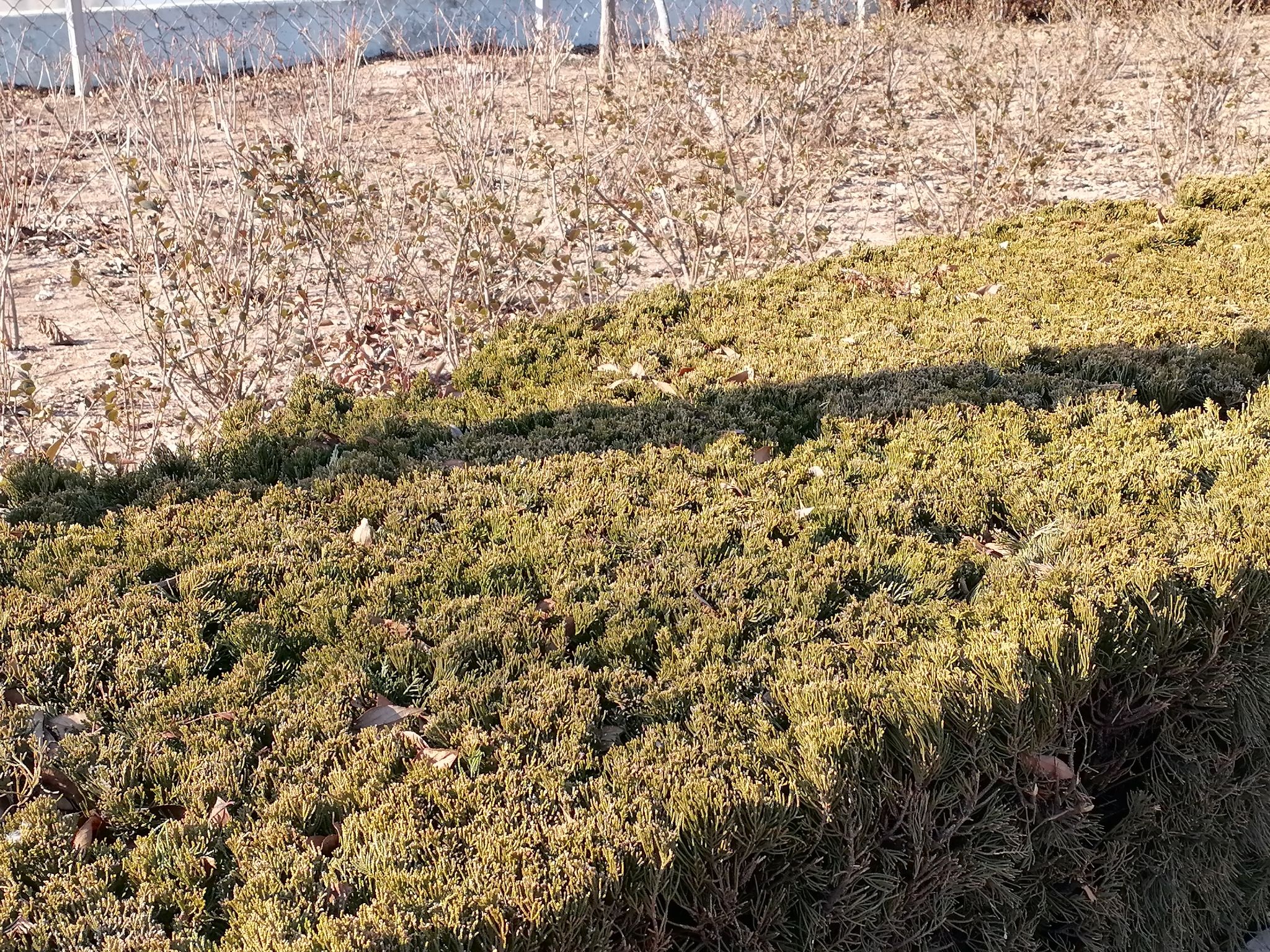 南湖植物园旅行图片 3