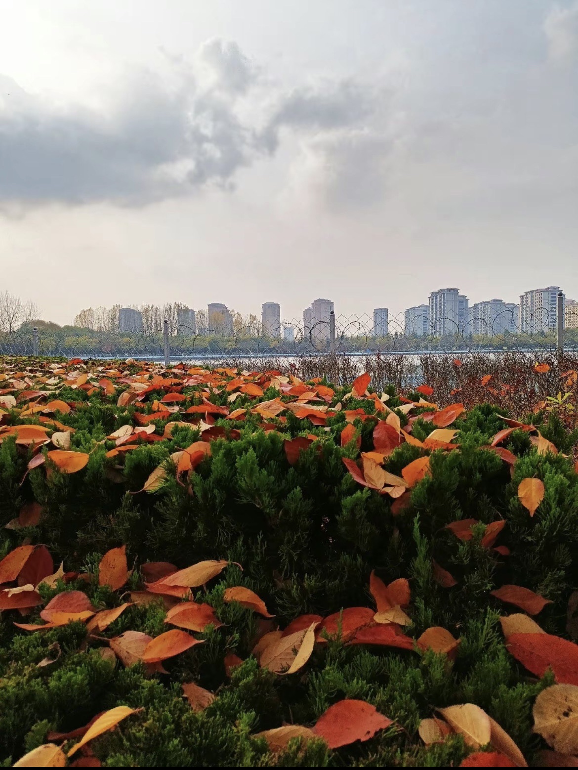 南湖植物园旅行图片 1