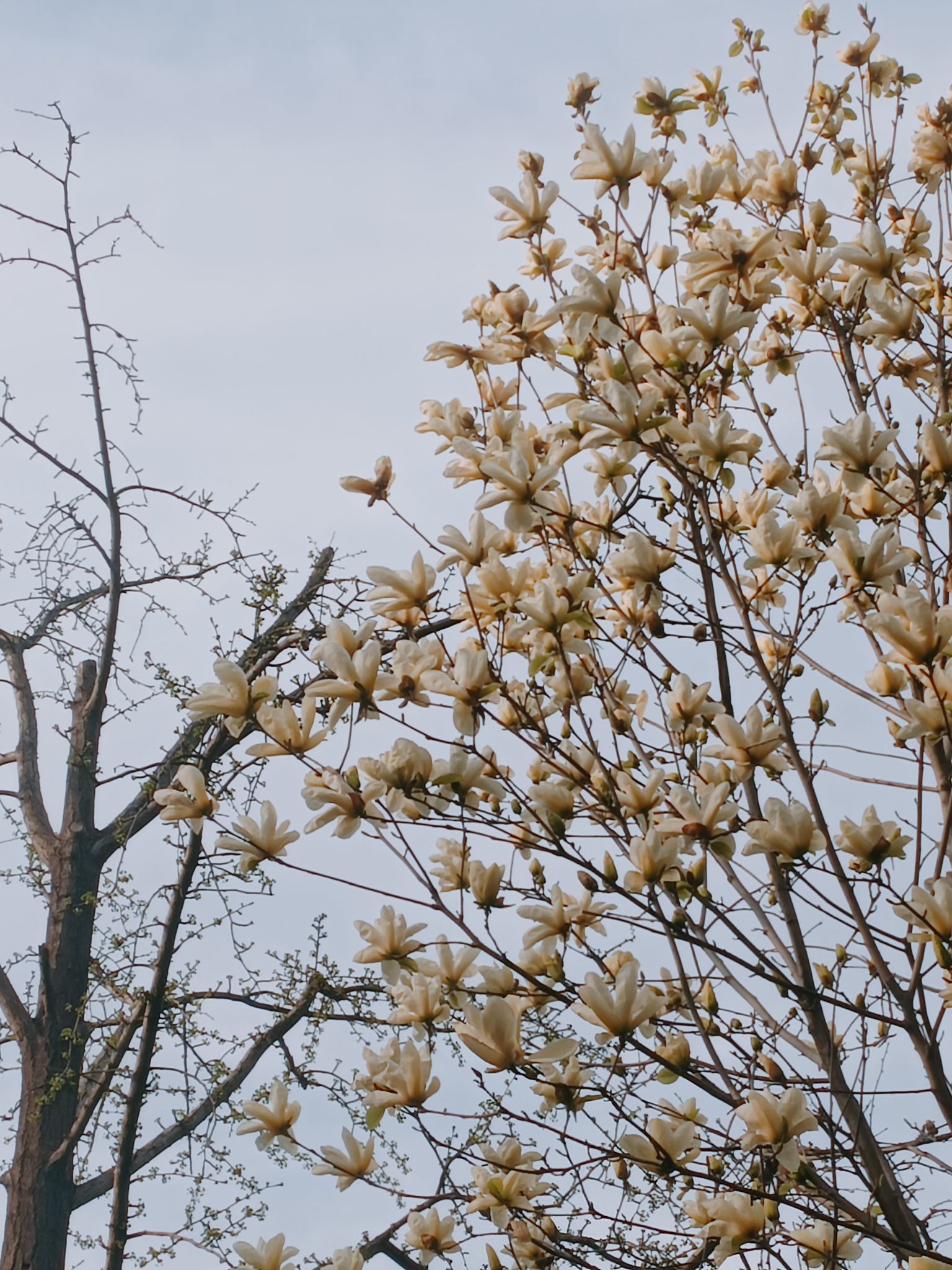 潍坊植物园旅行图片 1