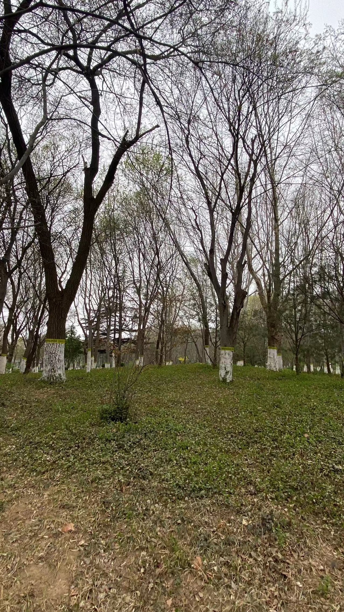 潍坊植物园旅行图片 2