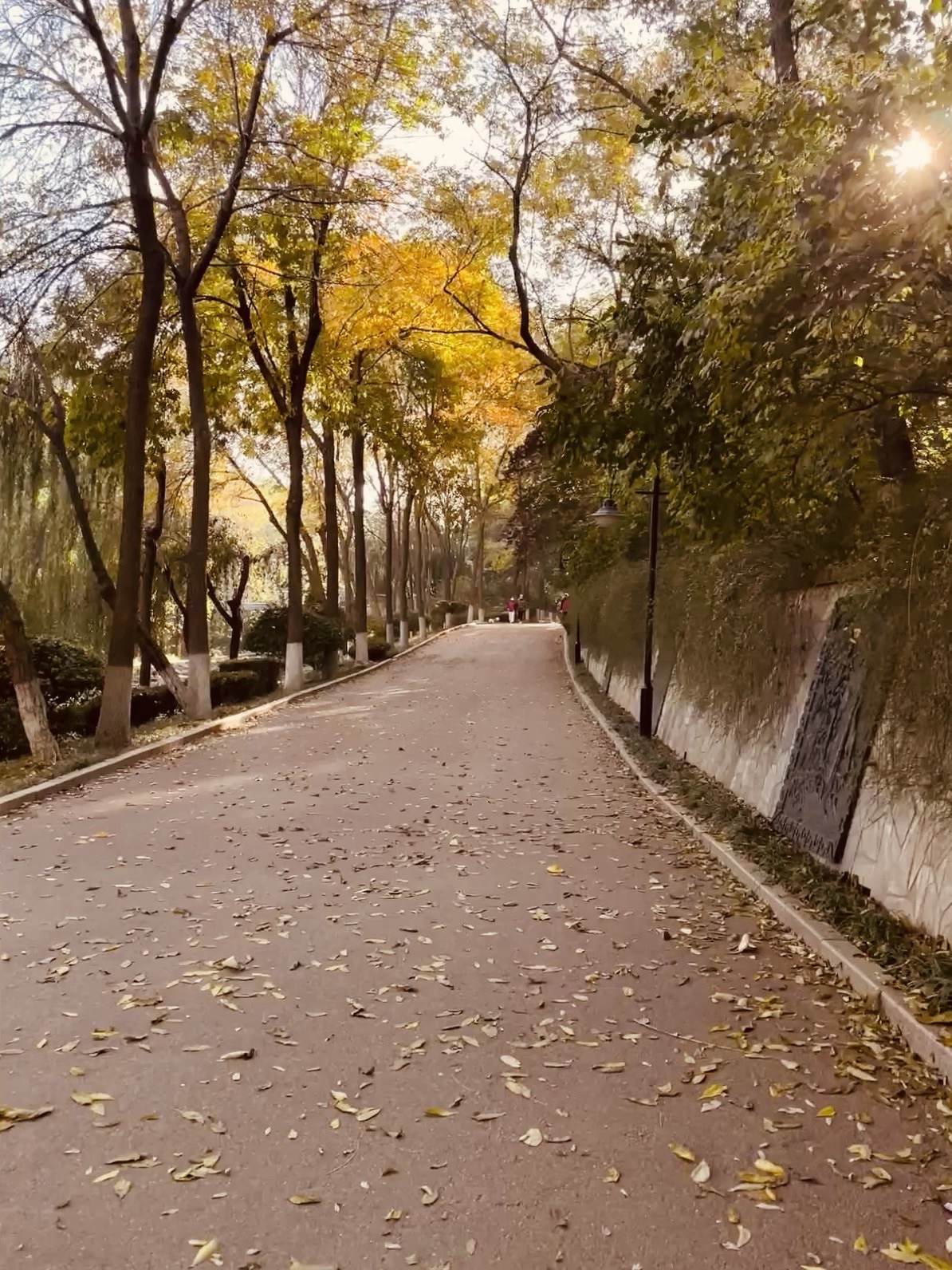 张面河景区旅行图片 3
