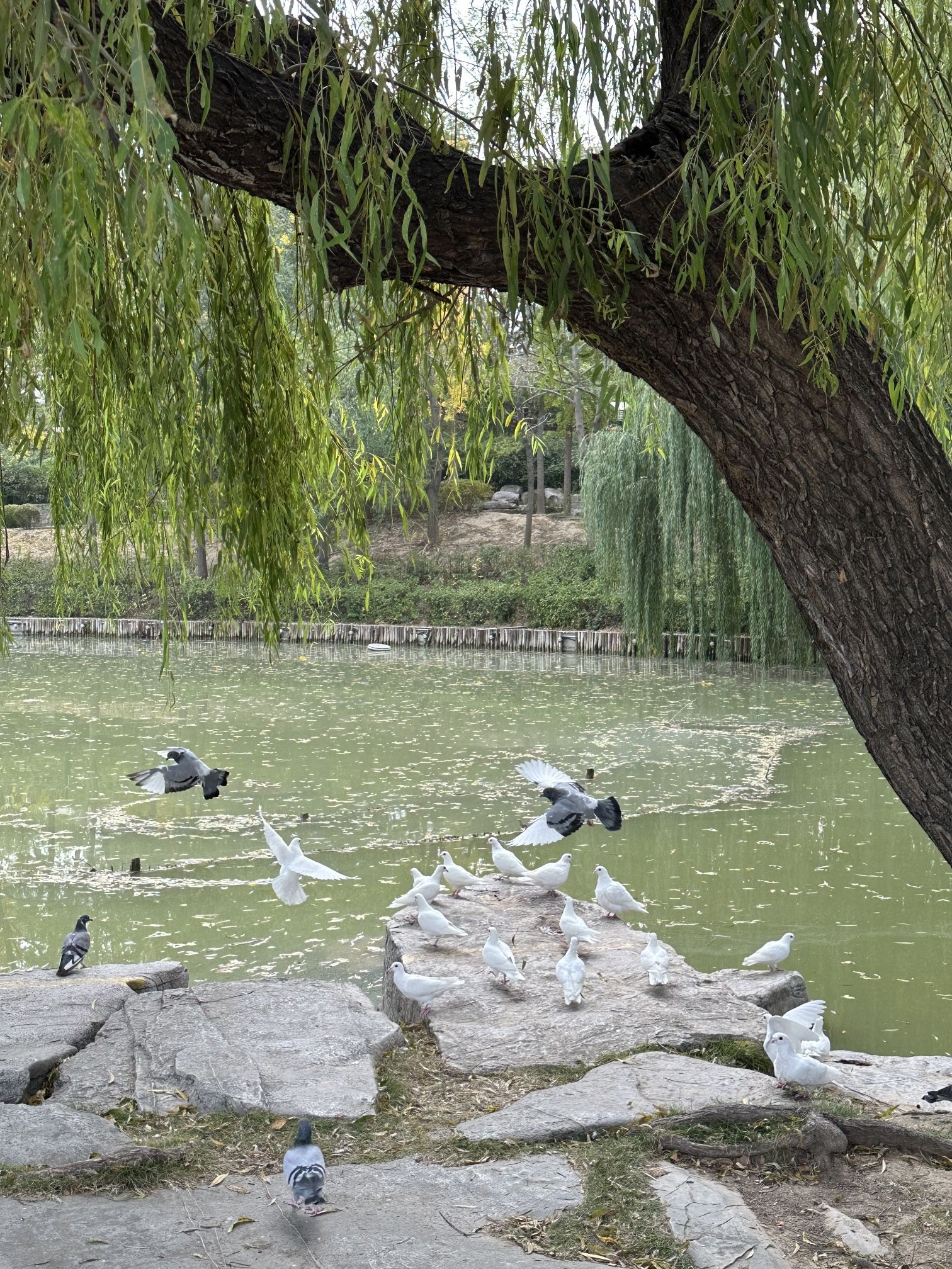 安顺广场旅行图片 3