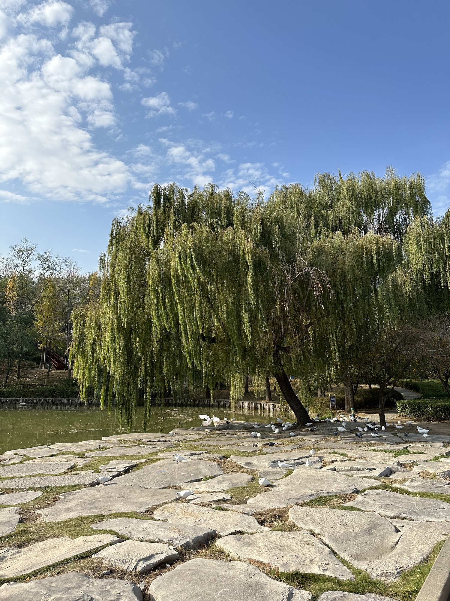 安顺广场旅行图片 2