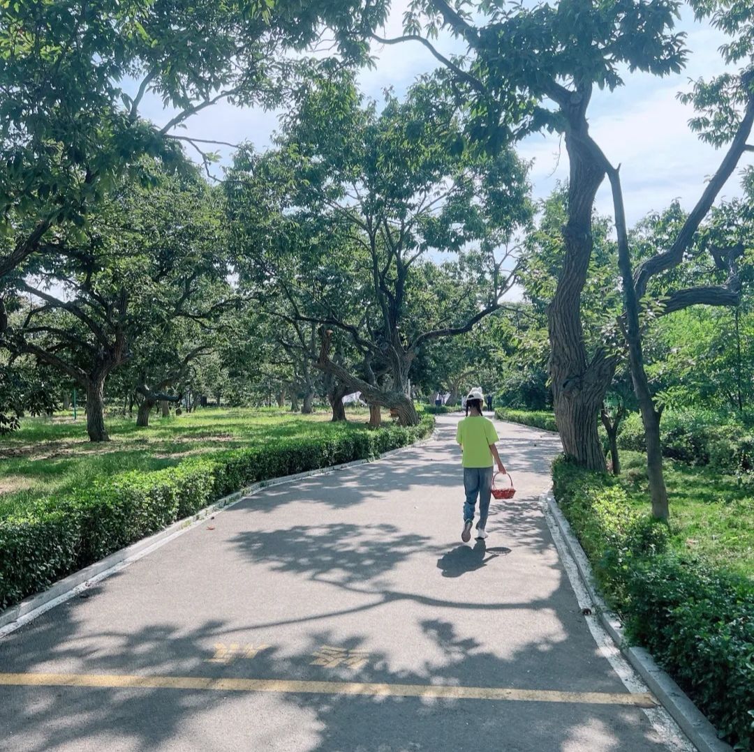 刘墉板栗园旅行图片 3