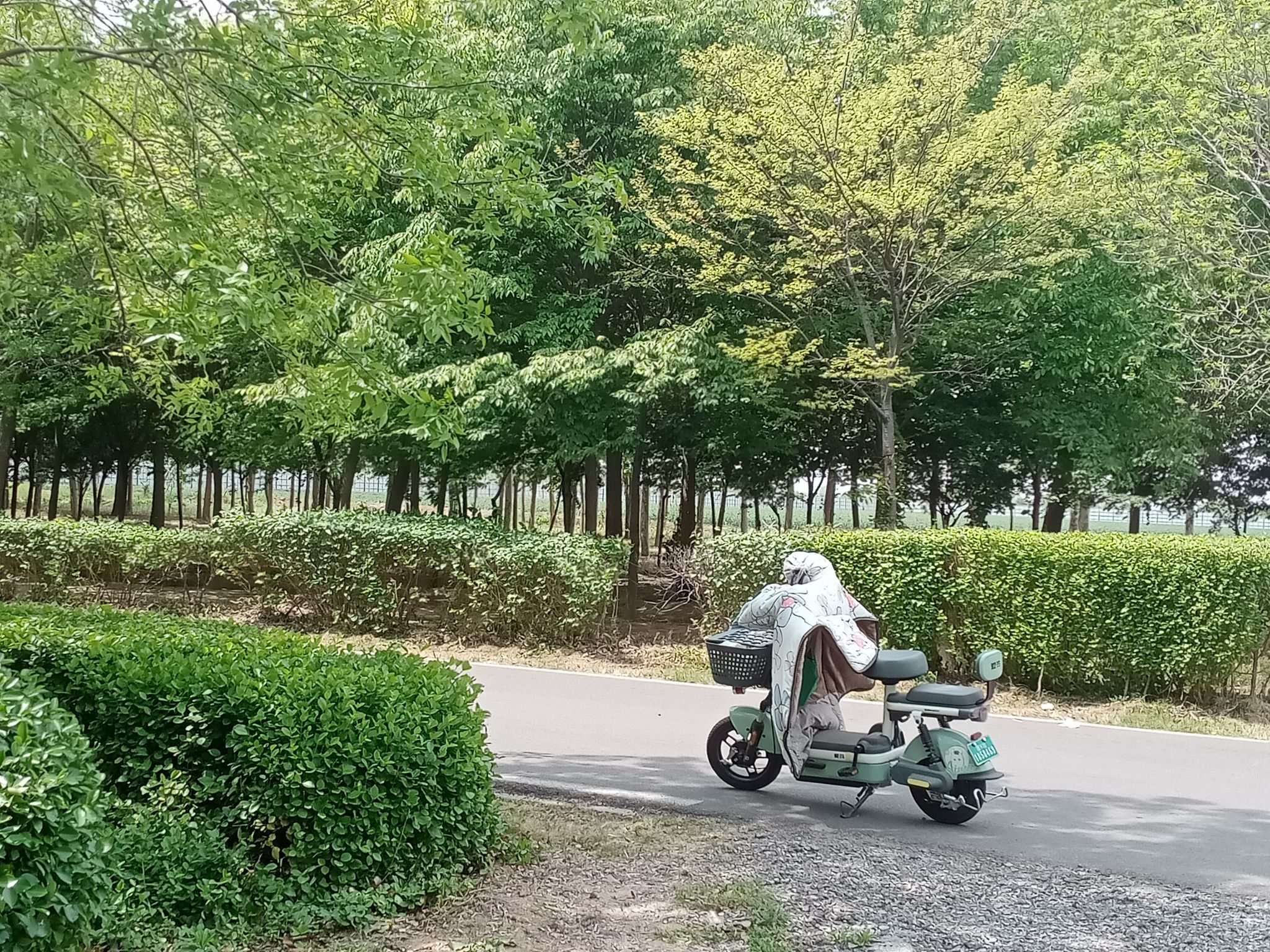 昌邑绿博园旅行图片 3