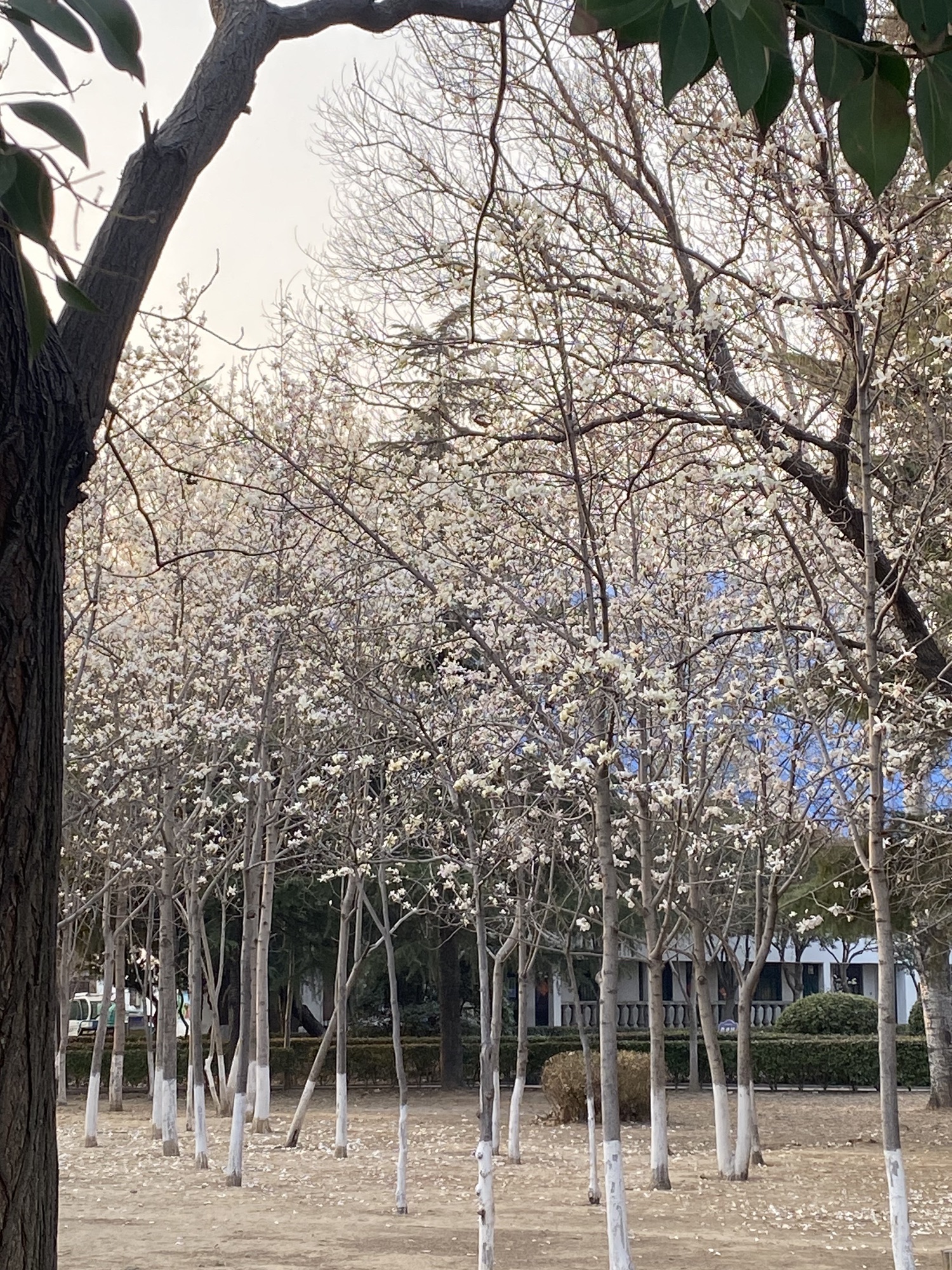 铁西公园旅行图片 1