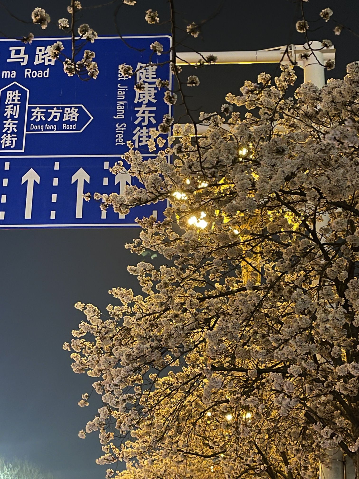 人民广场旅行图片 3