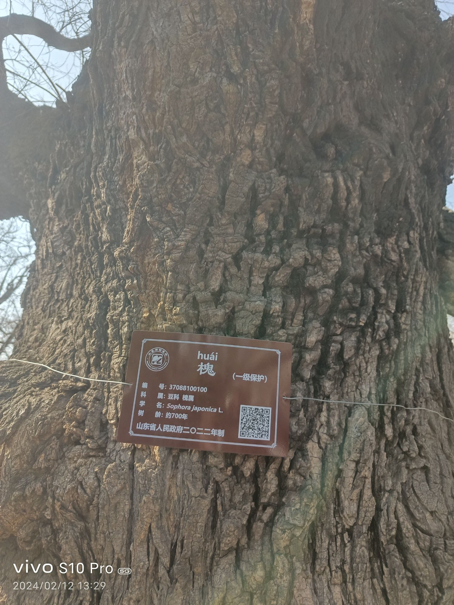 曲阜三孔景区-孔府旅行图片 2