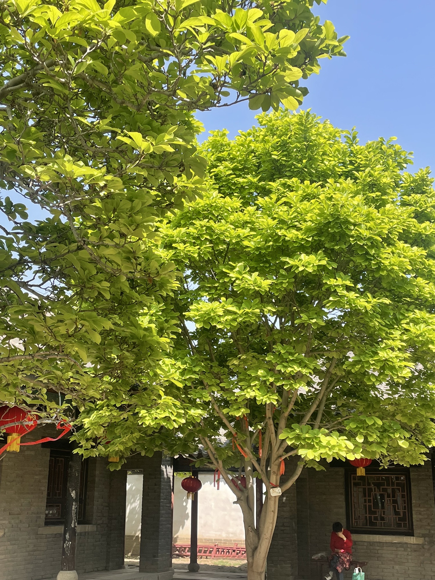 孟庙孟府旅行图片 3