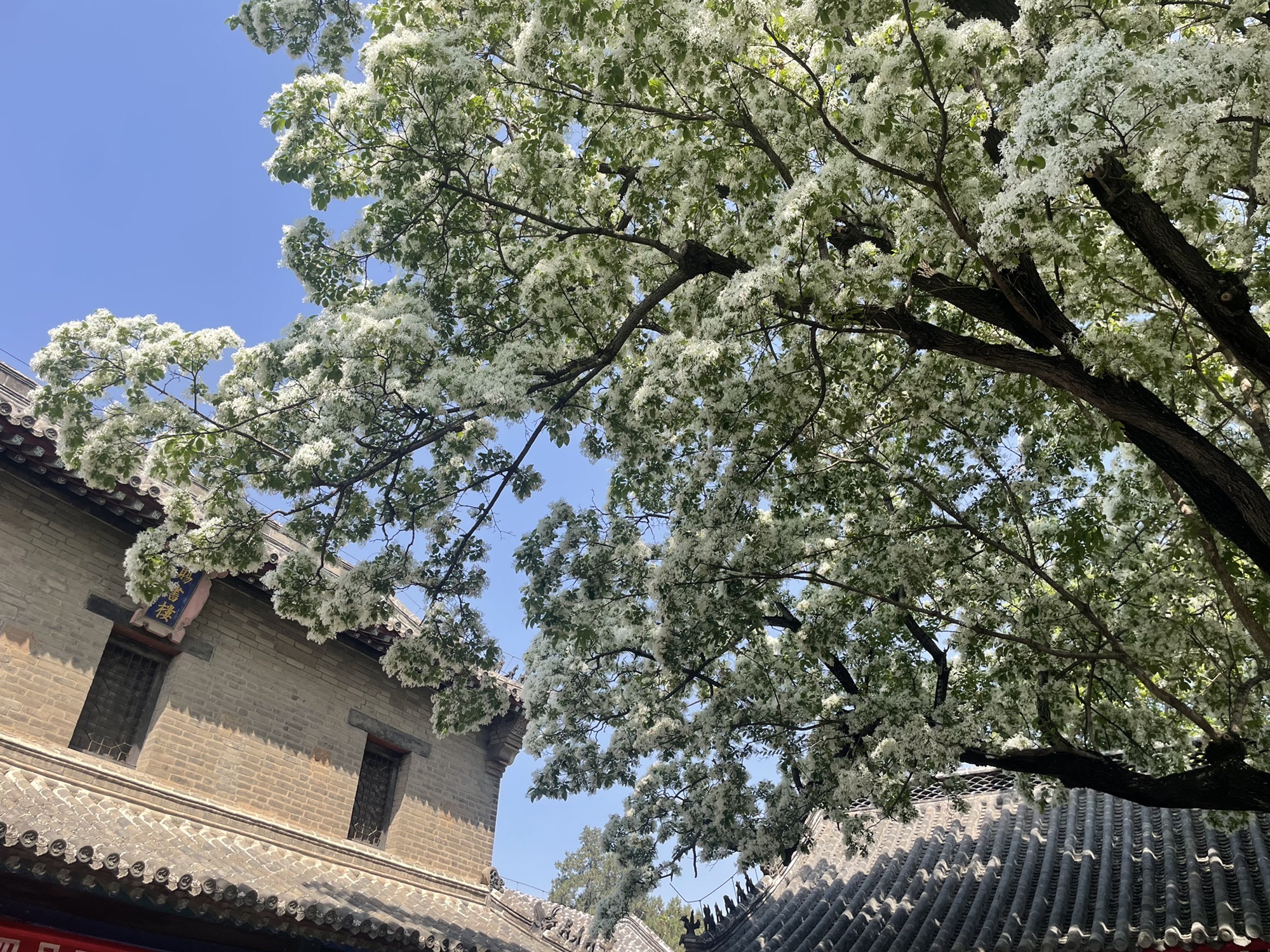 孟庙孟府旅行图片 2