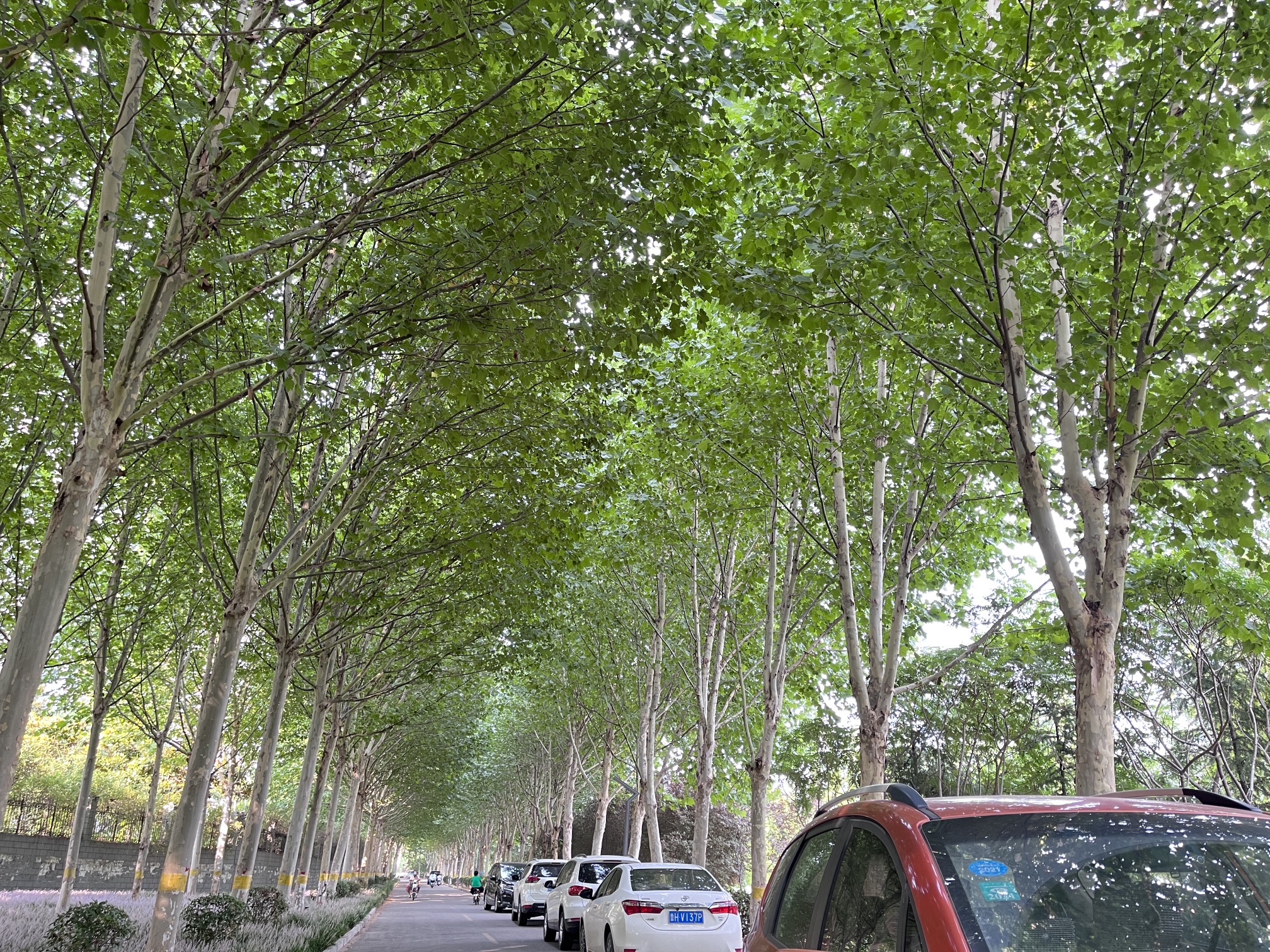 唐王河公园旅行图片 3