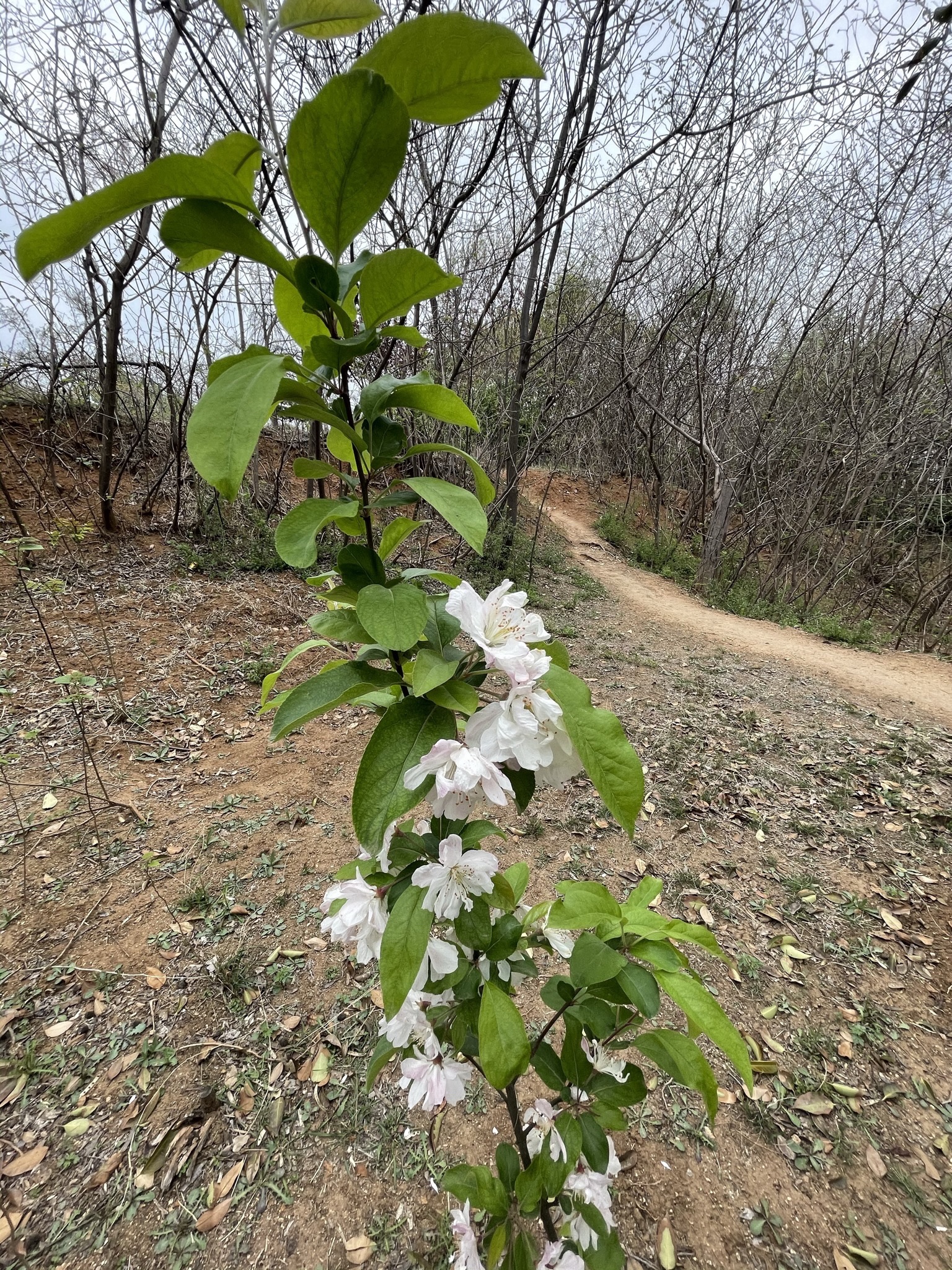 铁山公园旅行图片 1