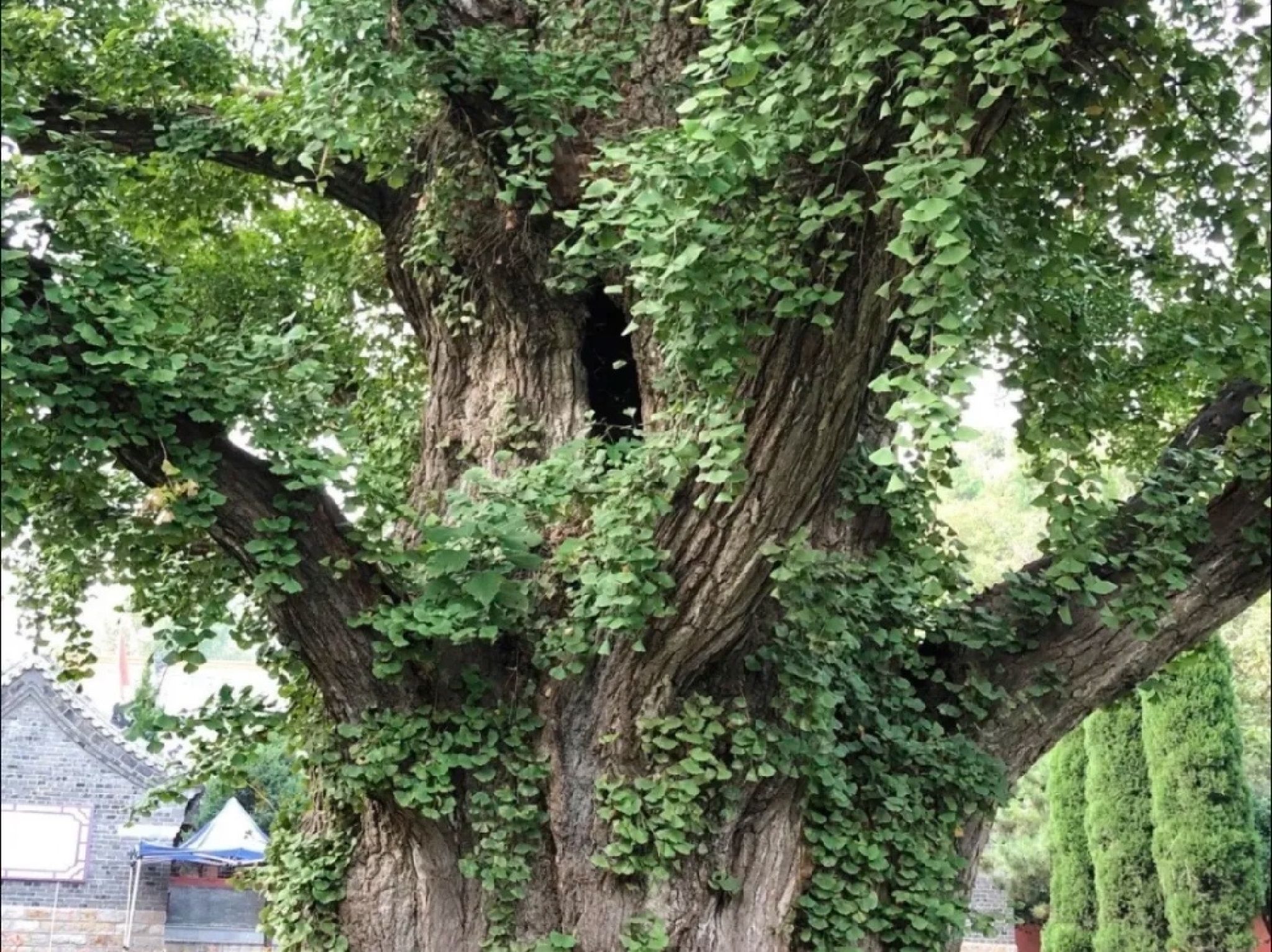 万紫千红生态养生旅游度假区旅行图片 1