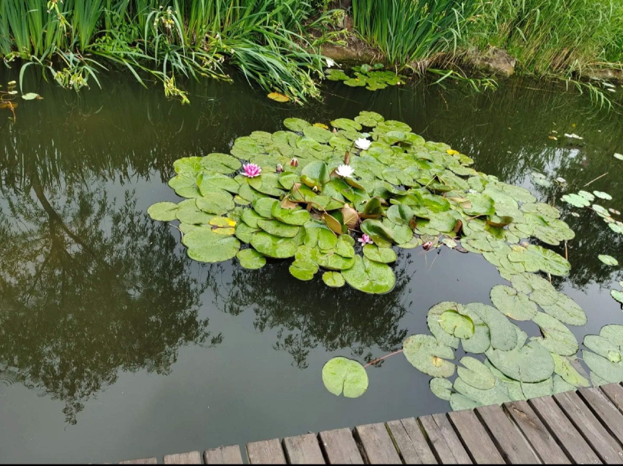 万紫千红生态养生旅游度假区旅行图片 1