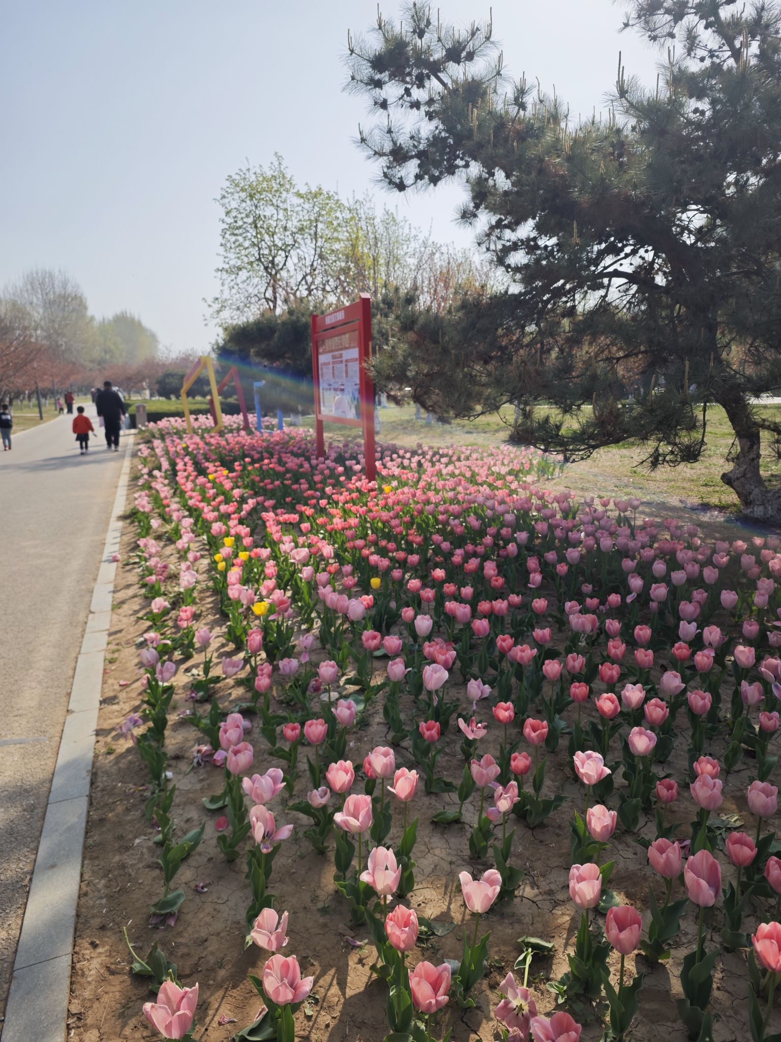 杨家河公园旅行图片 3