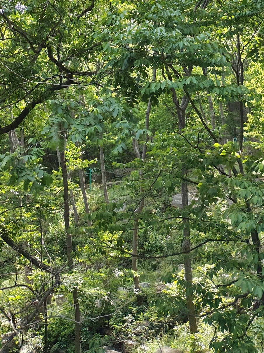 牛山森林公园旅行图片 1