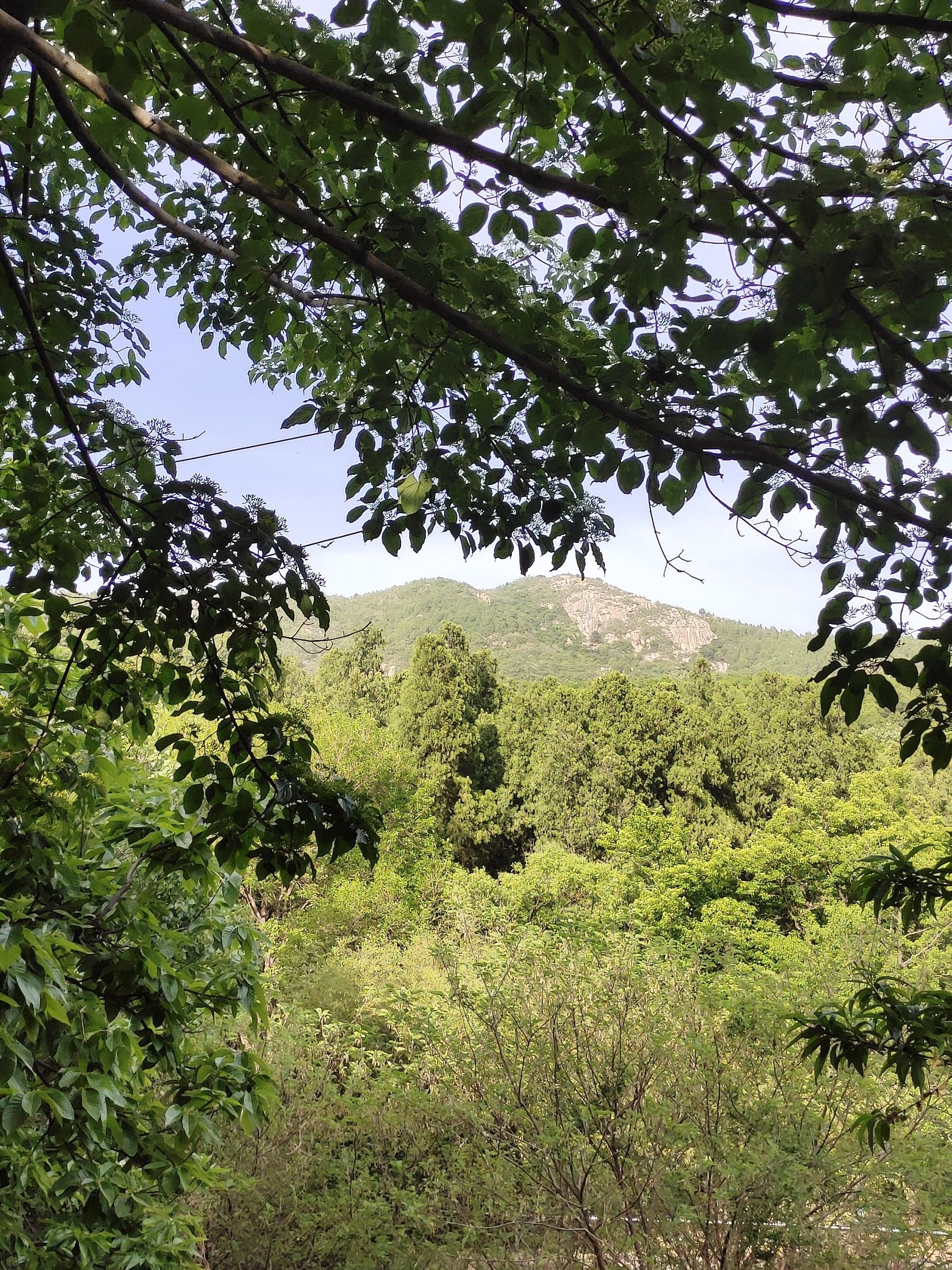 牛山森林公园旅行图片 3