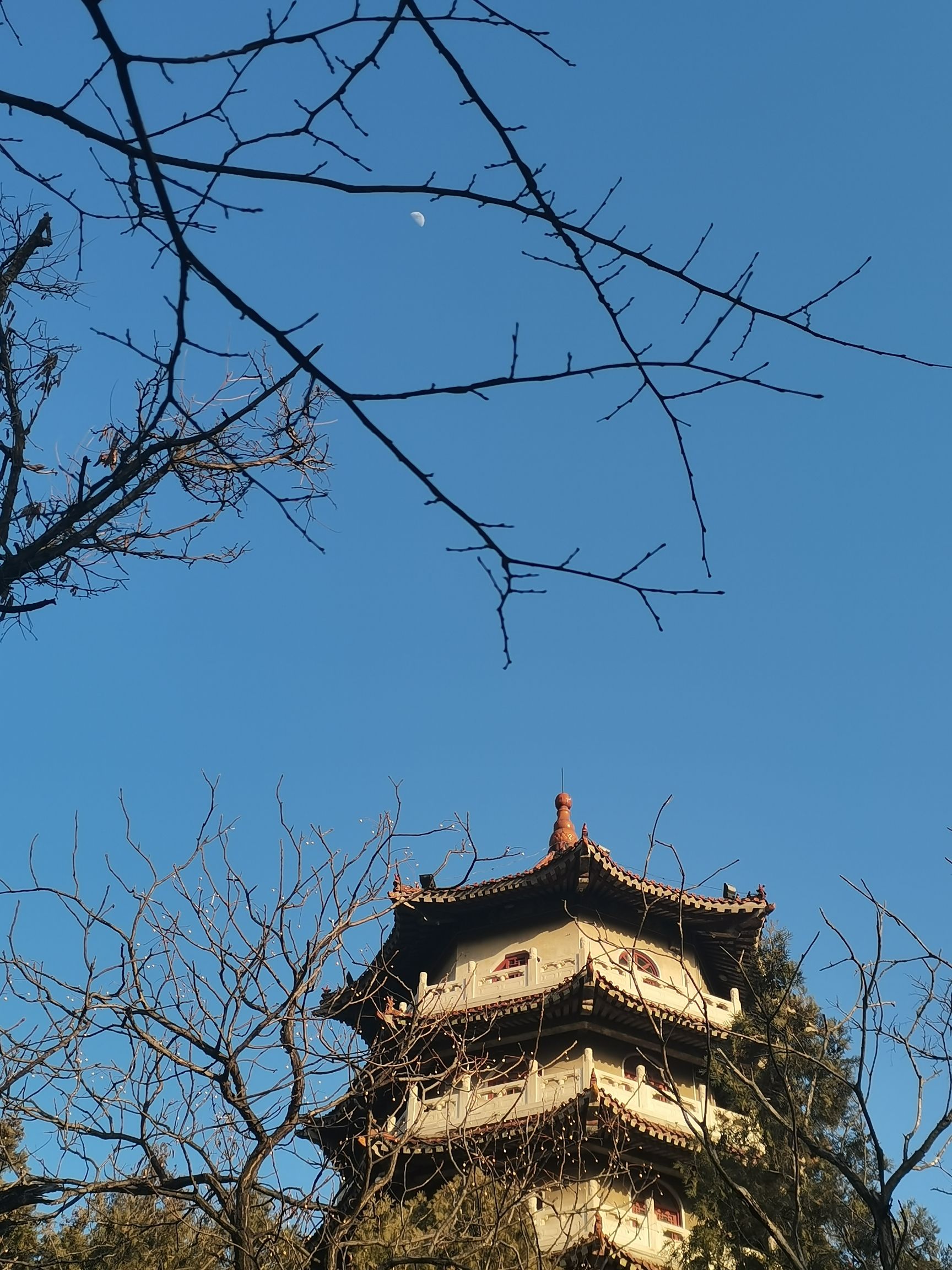 龙山公园旅行图片 3