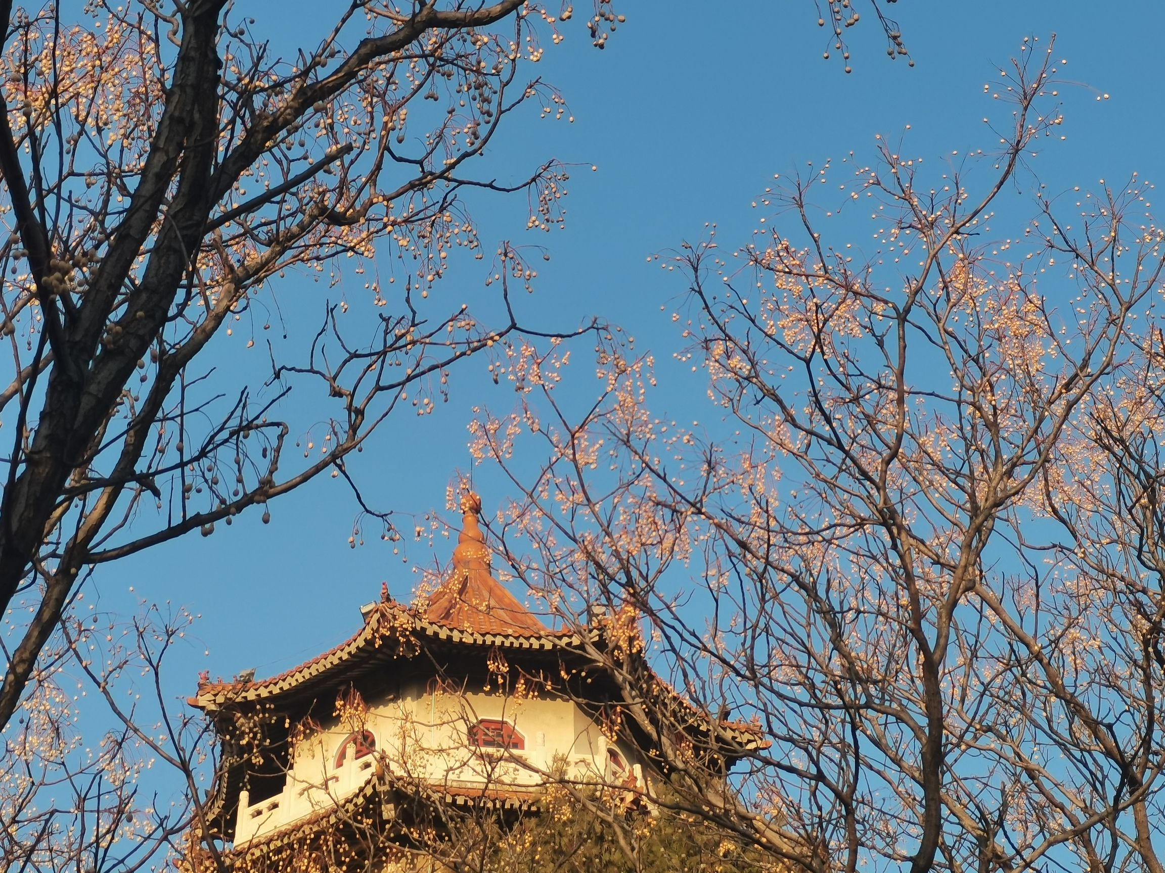 龙山公园旅行图片 1