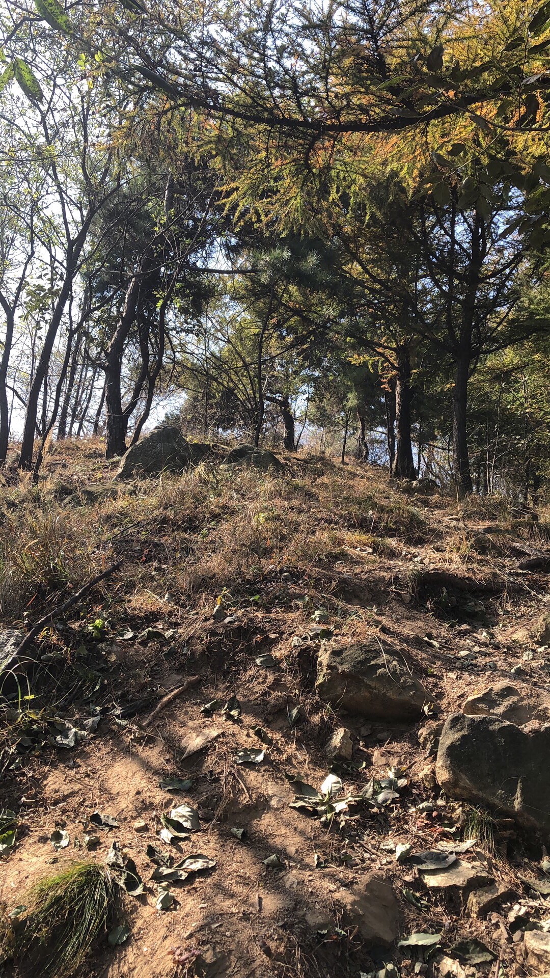 药乡国家森林公园旅行图片 2