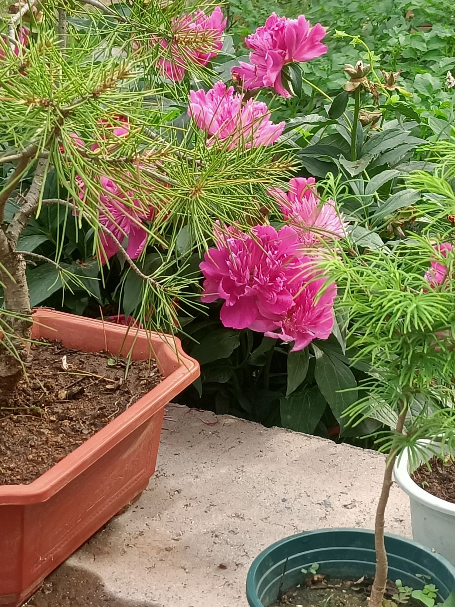 药乡国家森林公园旅行图片 3