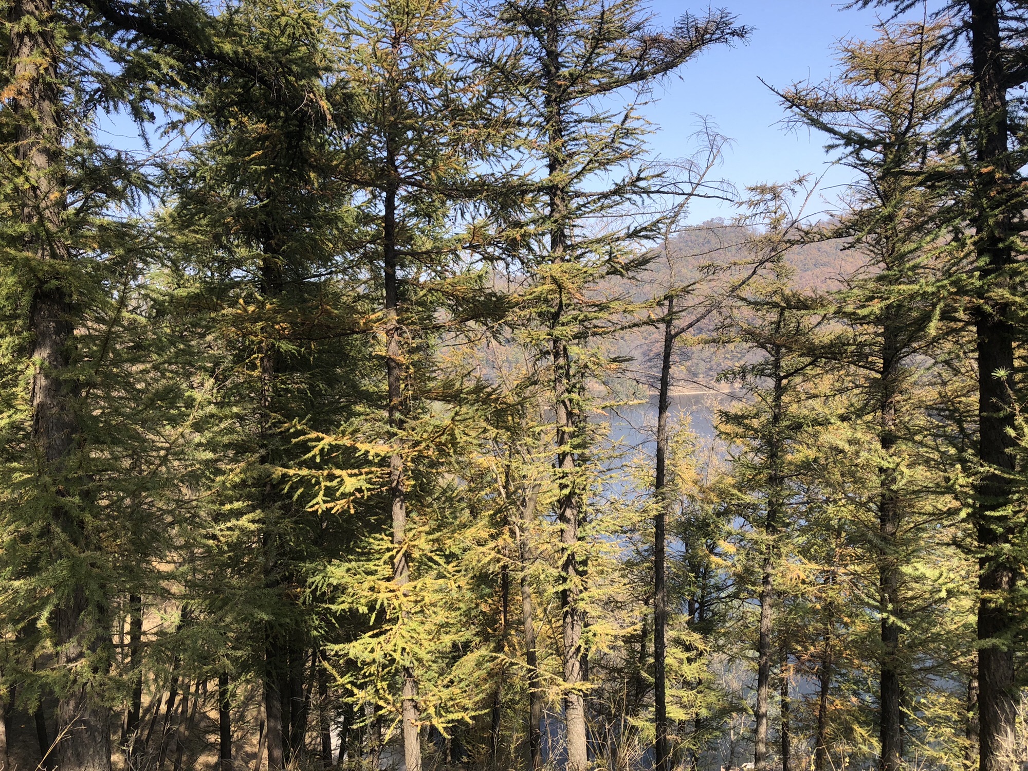 药乡国家森林公园旅行图片 3