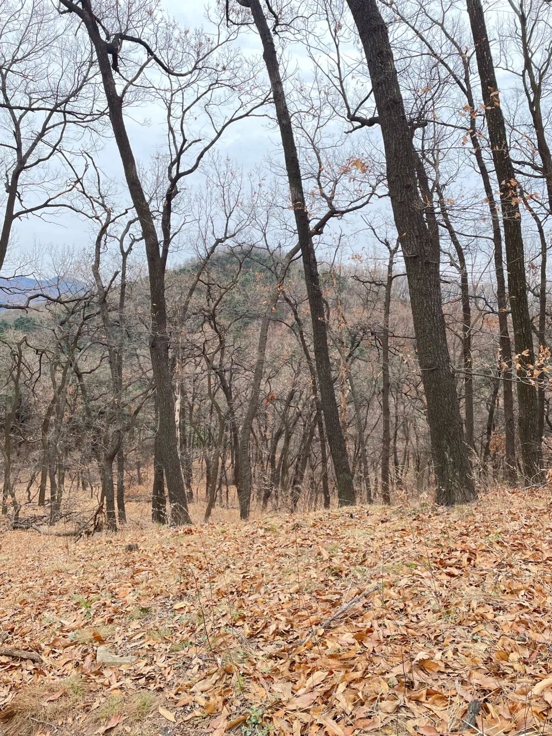 药乡国家森林公园旅行图片 3