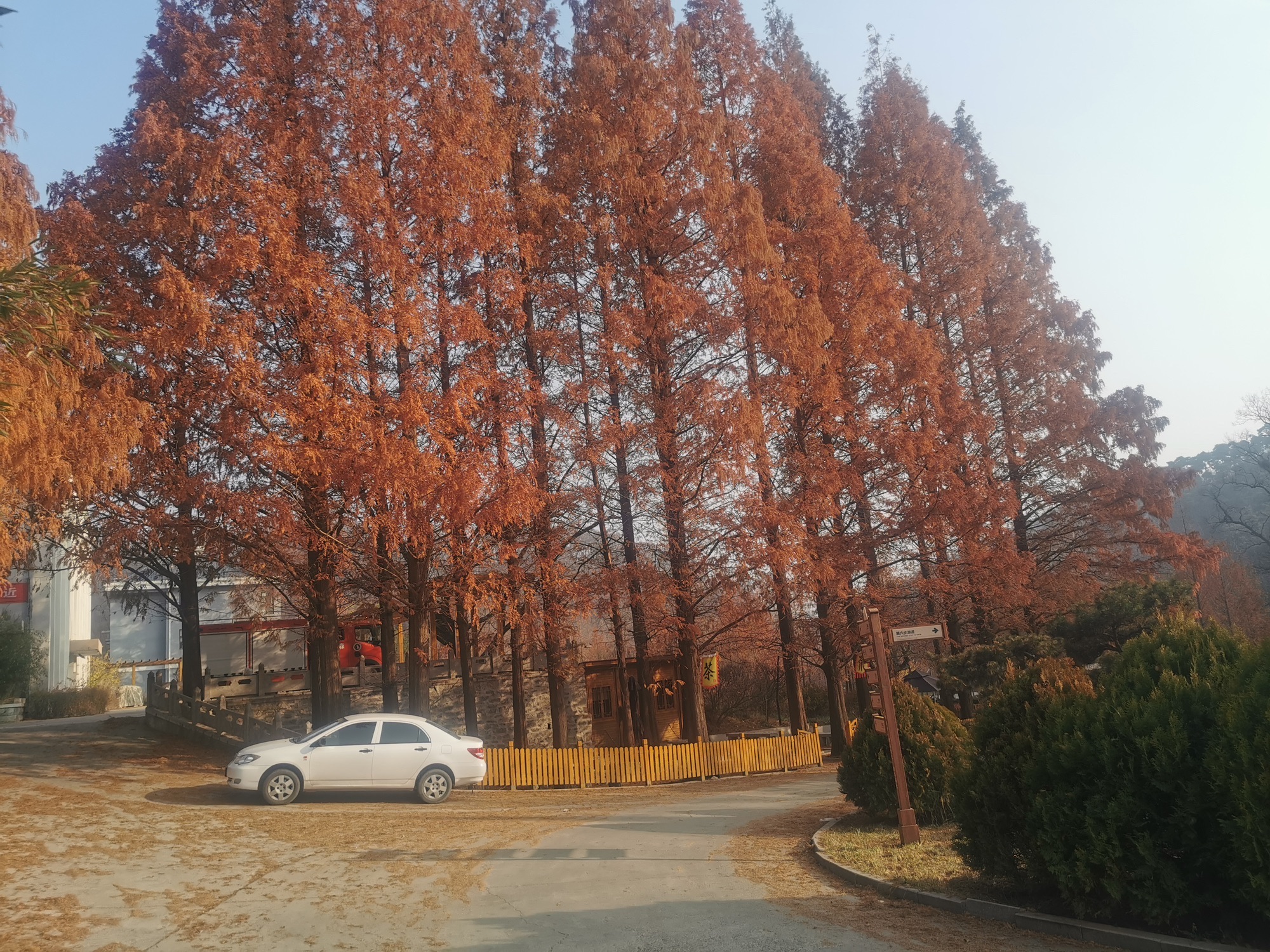 药乡国家森林公园旅行图片 1
