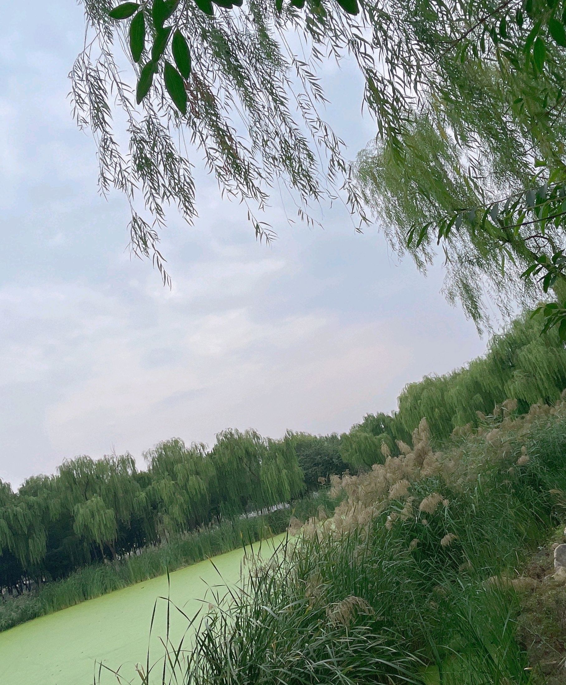 丘明湿地公园旅行图片 1