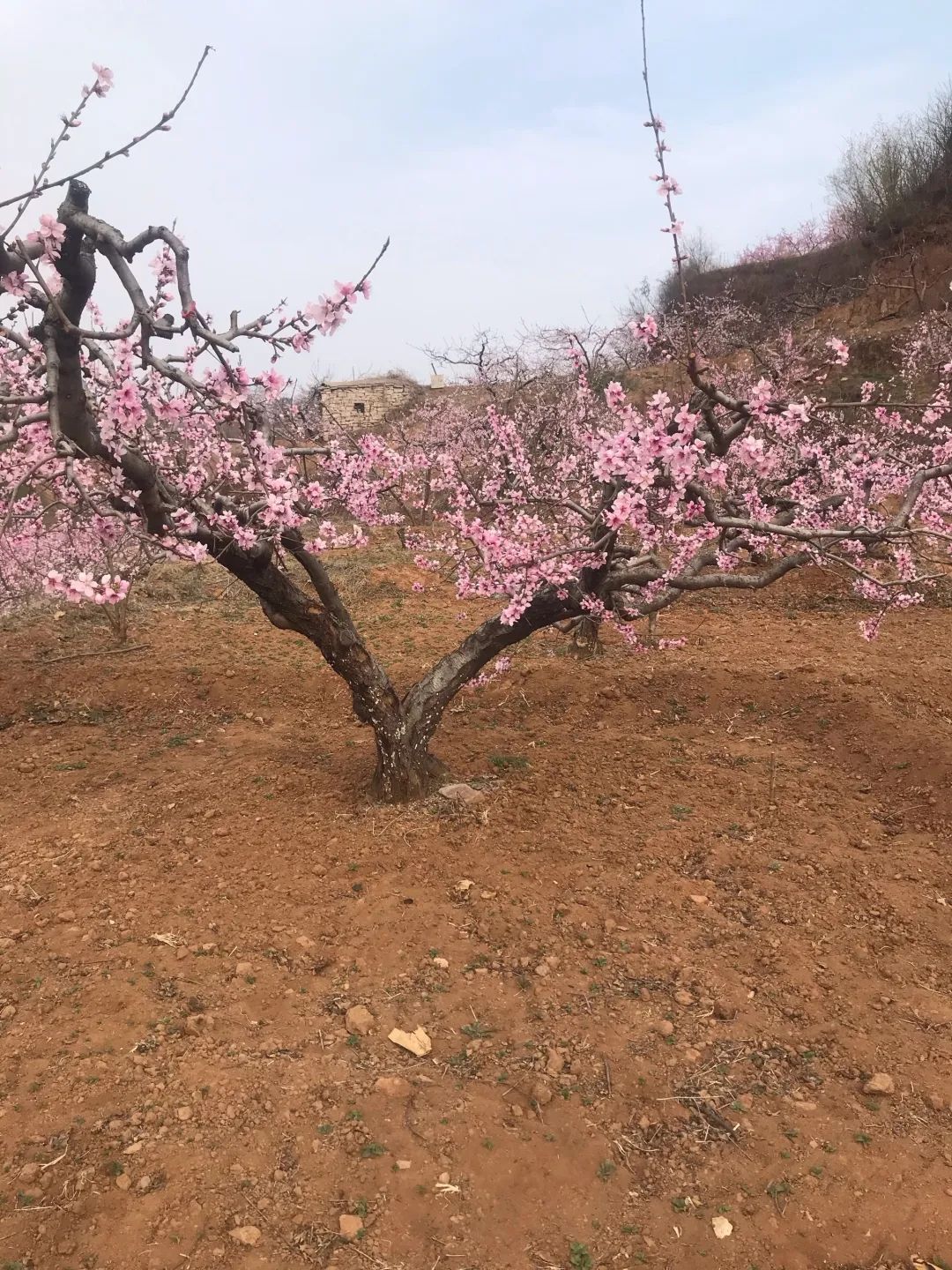 刘台桃花源景区旅行图片 2