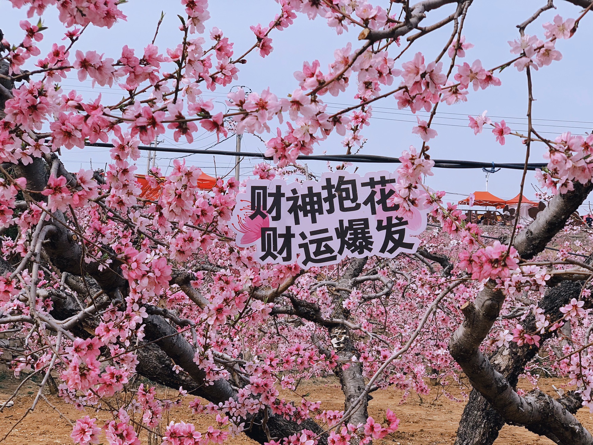刘台桃花源景区旅行图片 1