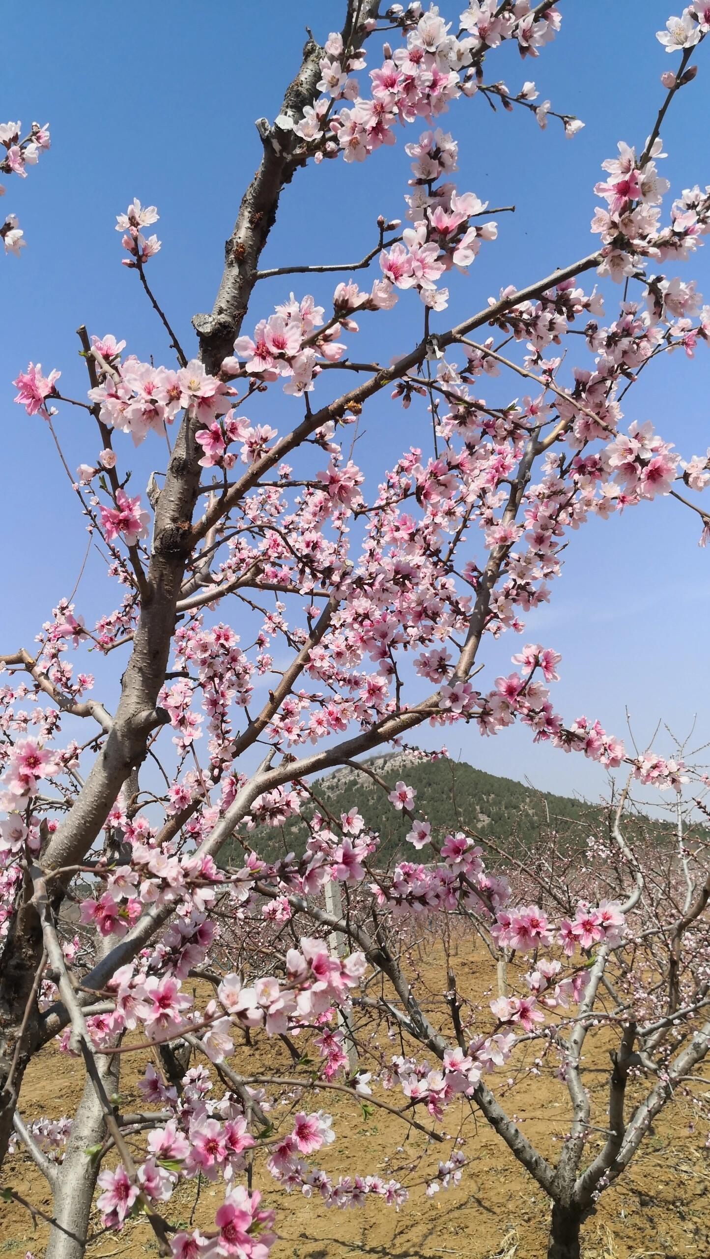 刘台桃花源景区