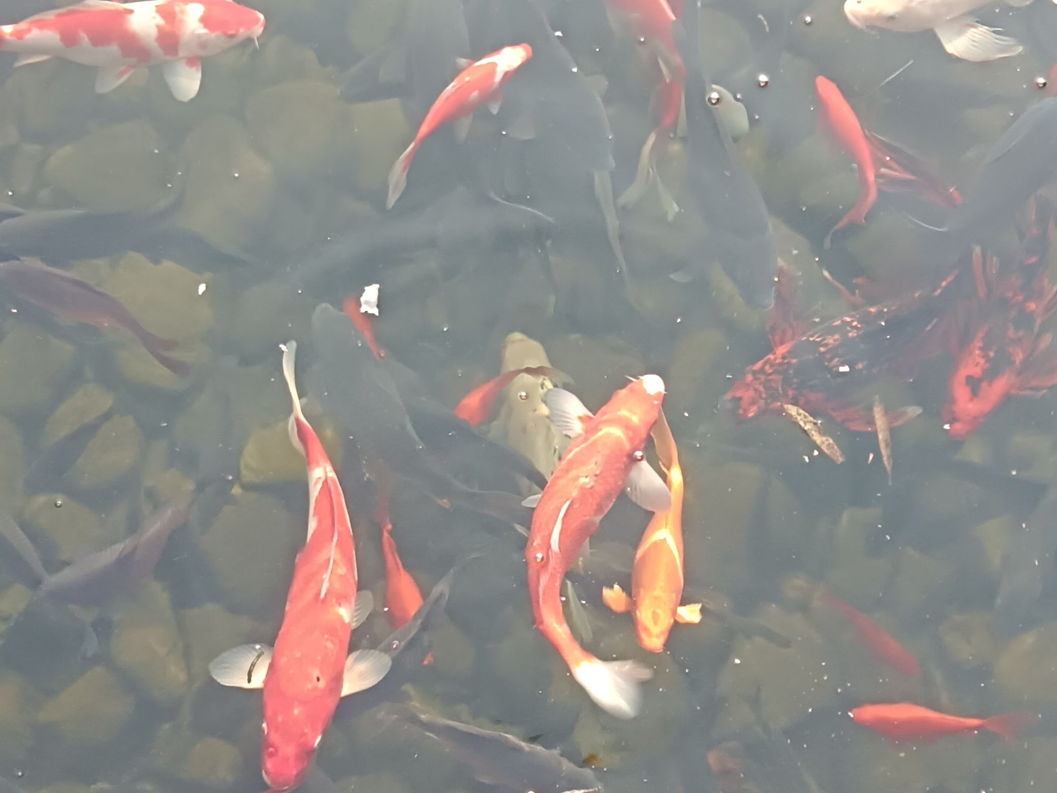 稻屯洼国家城市湿地公园旅行图片 2