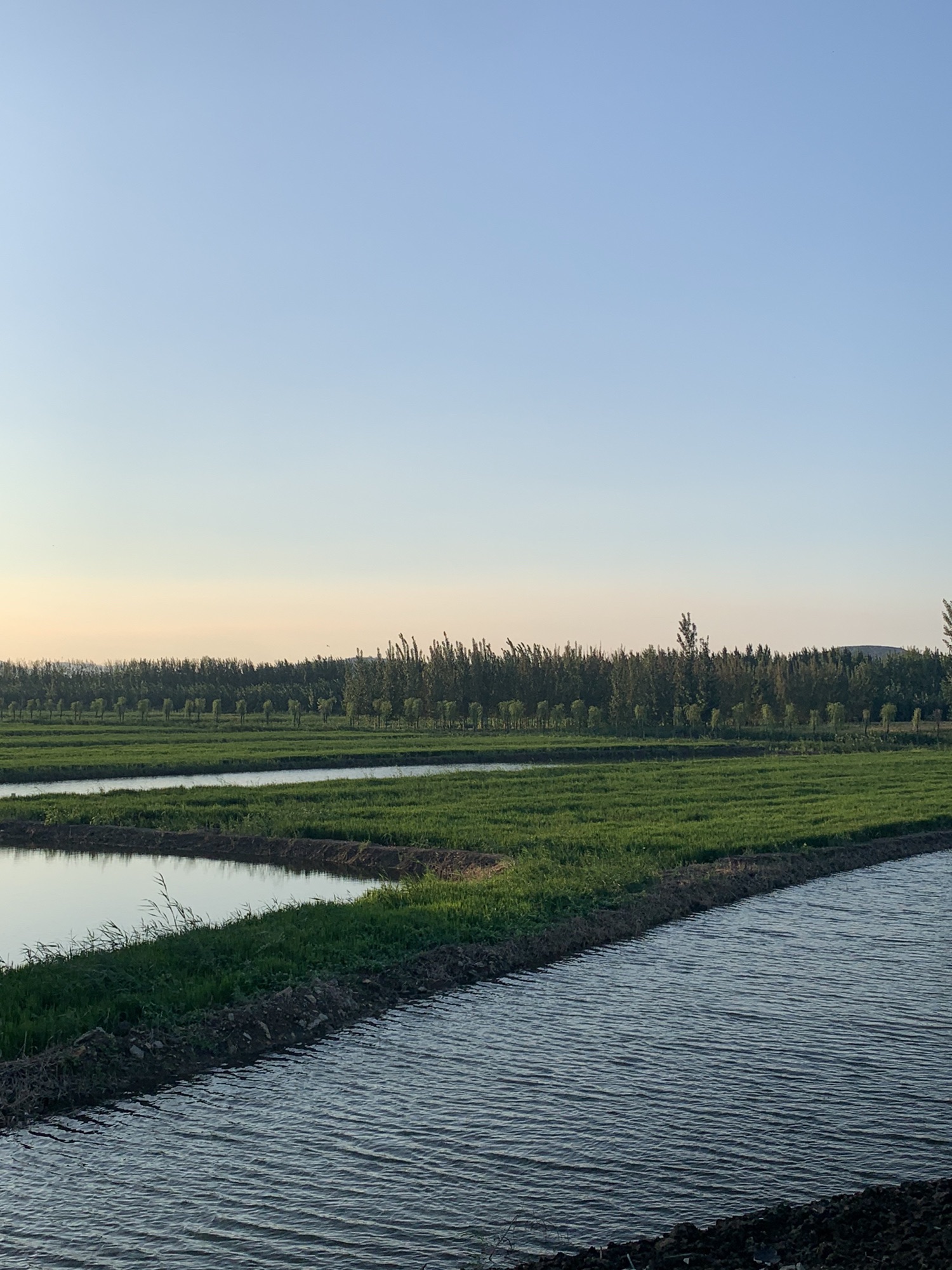 稻屯洼国家城市湿地公园旅行图片 2