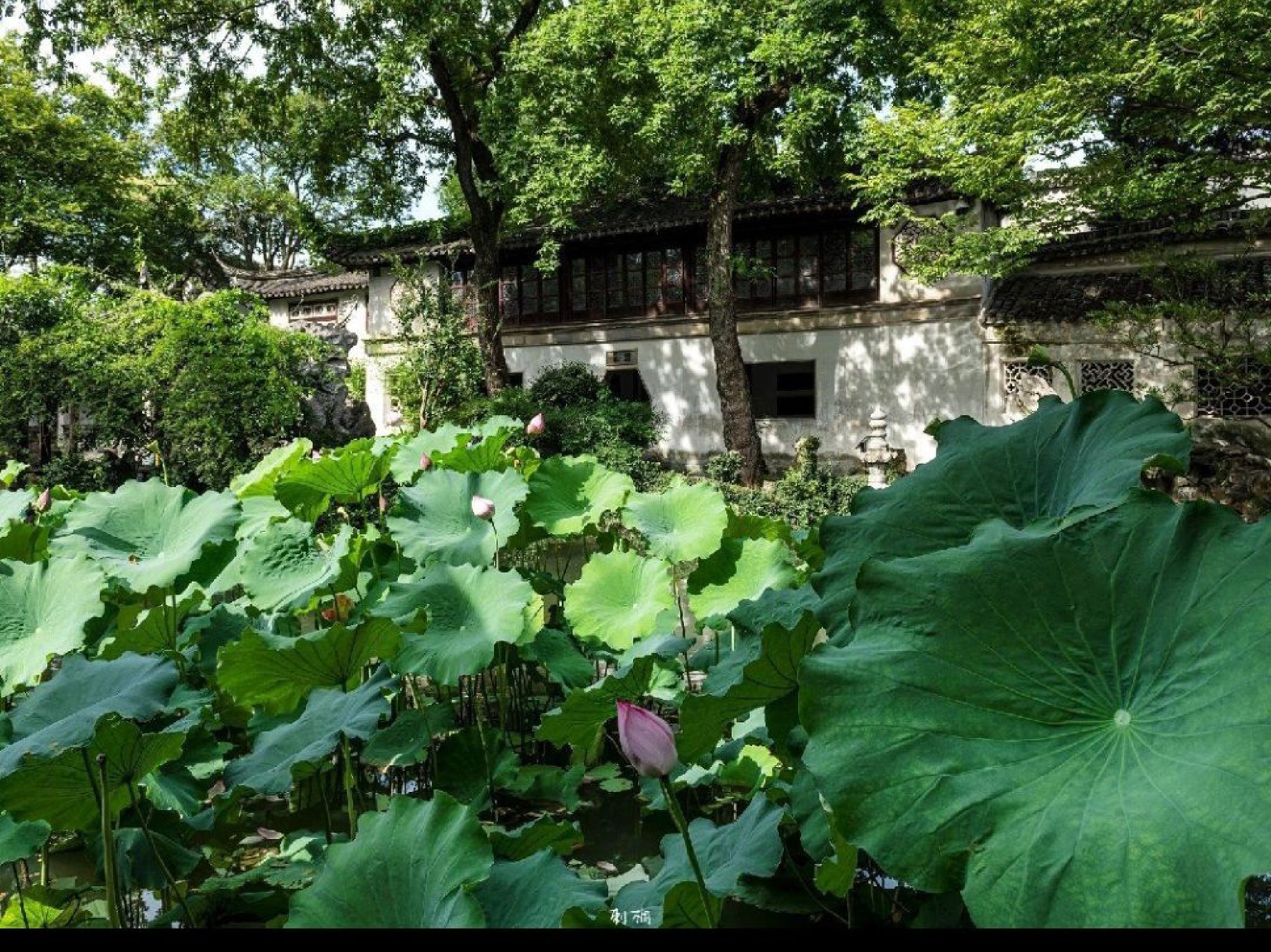 留园旅行图片 1