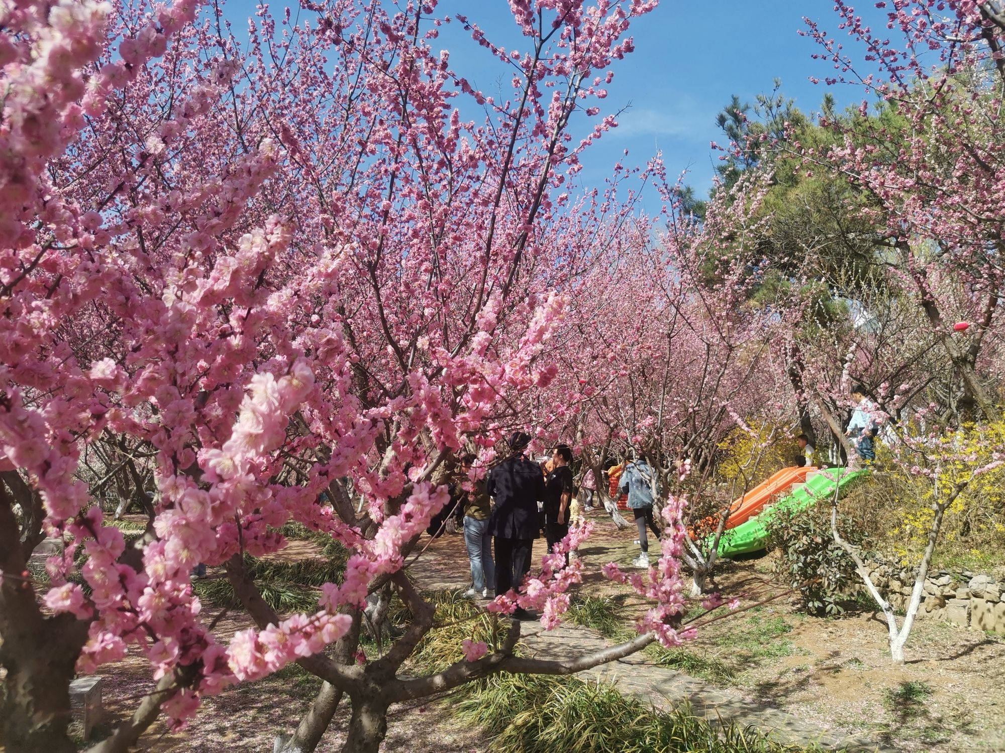 雪山梅园旅行图片 3