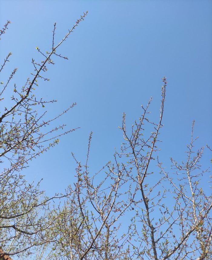 雪山梅园旅行图片 1